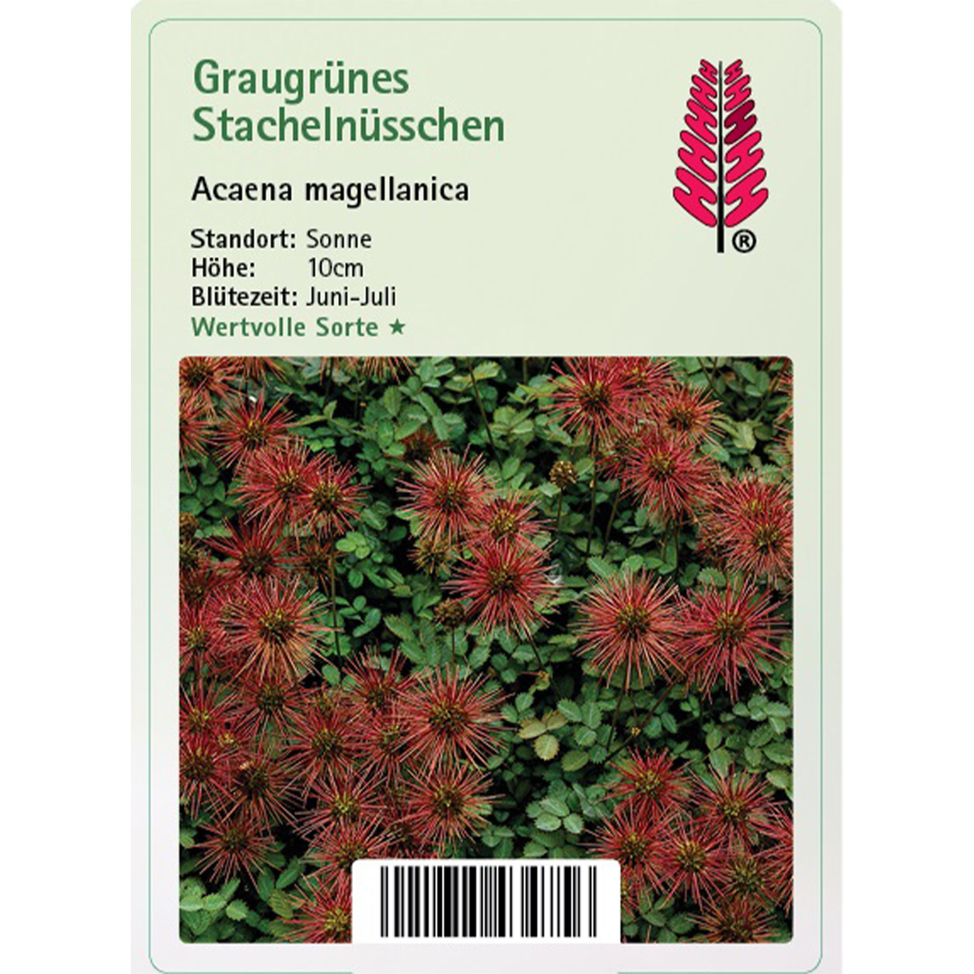 Graugrünes Stachelnüsschen - Acaena magellanica Moos, Vegetation, Baum, Dahlie, Blume