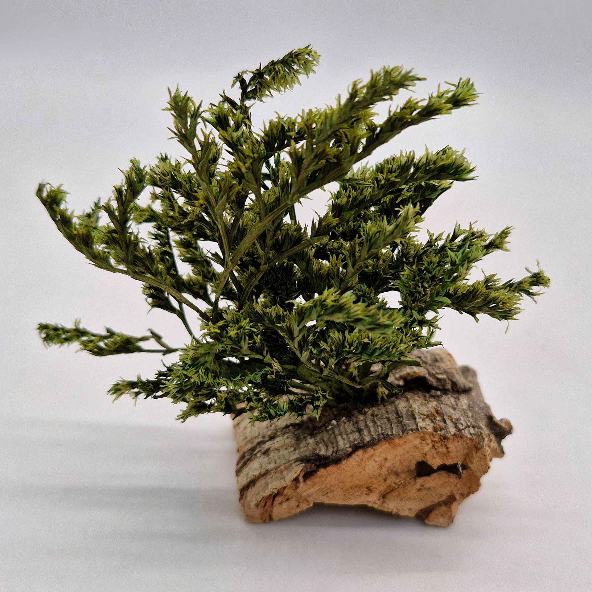 Pflanze, Pflanze im Topf, Baum, Holz, Konifer