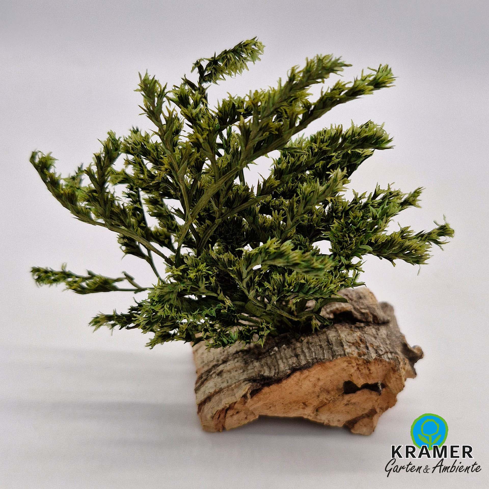 Pflanze, Pflanze im Topf, Baum, Holz, Konifer, Pflanze, Pflanze im Topf, Baum, Moos, Konifer