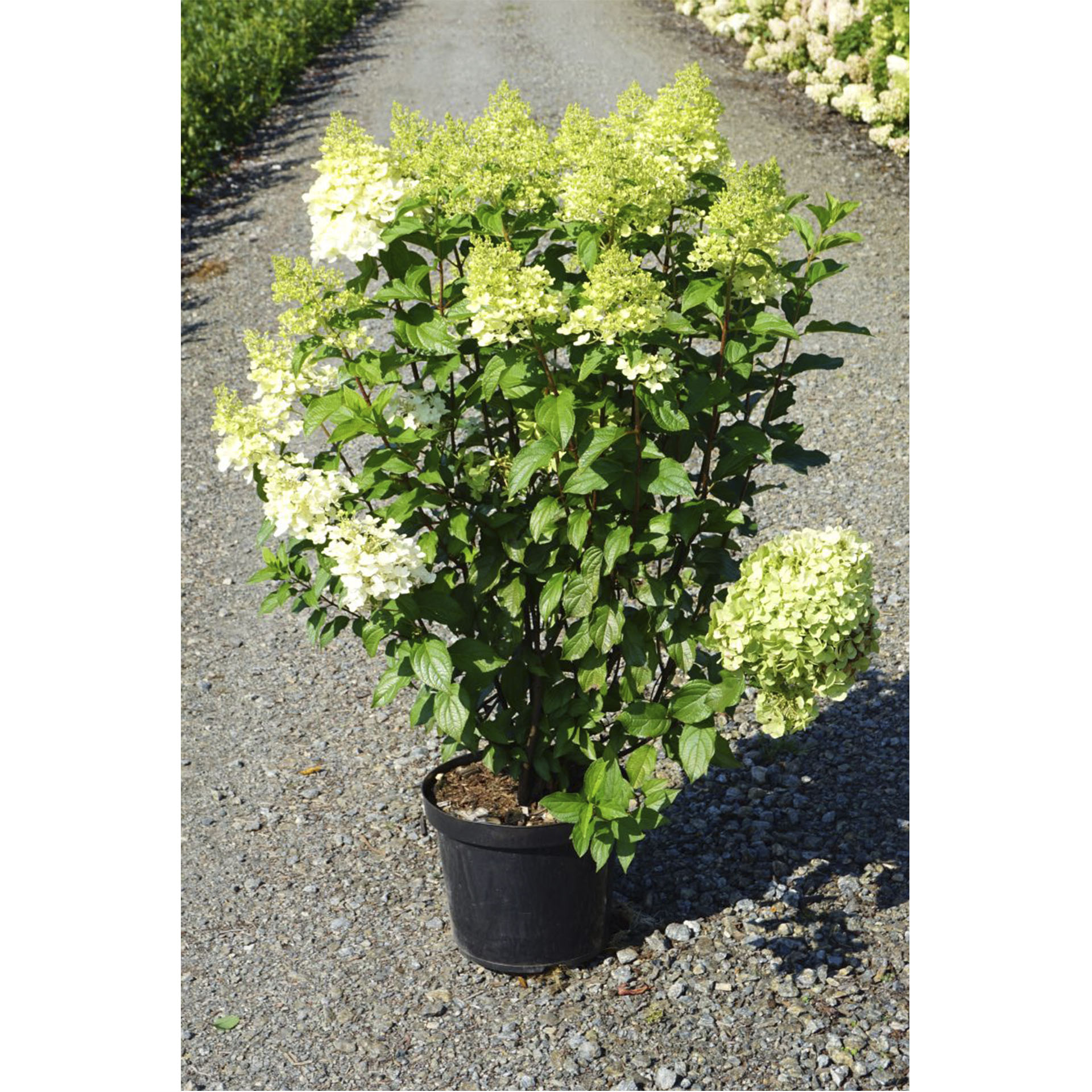 Hydrangea Hercules Rhs Rispenhortensie - Hydrangea paniculata 'Hercules'®