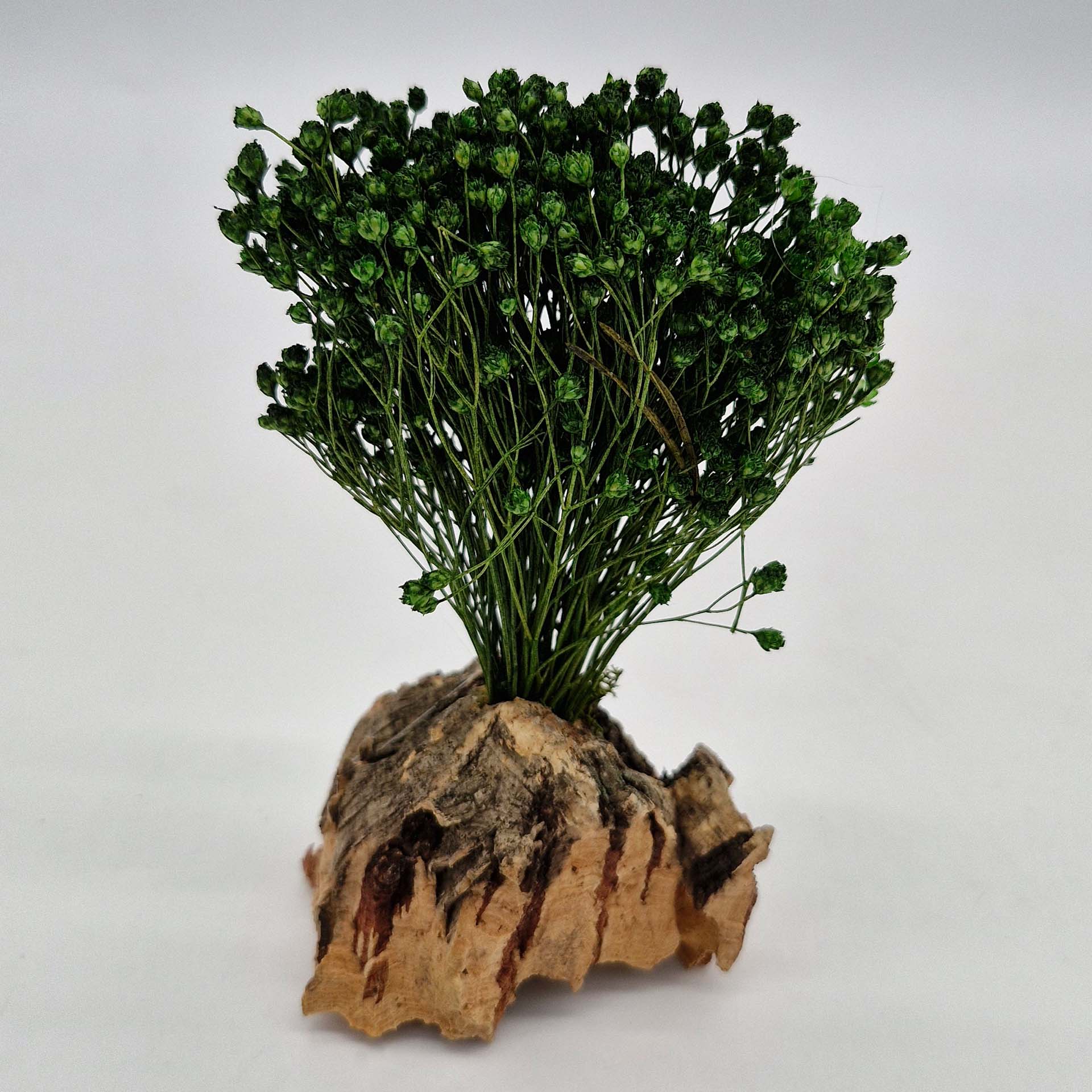 Pflanze, Pflanze im Topf, Baum, Kräuter