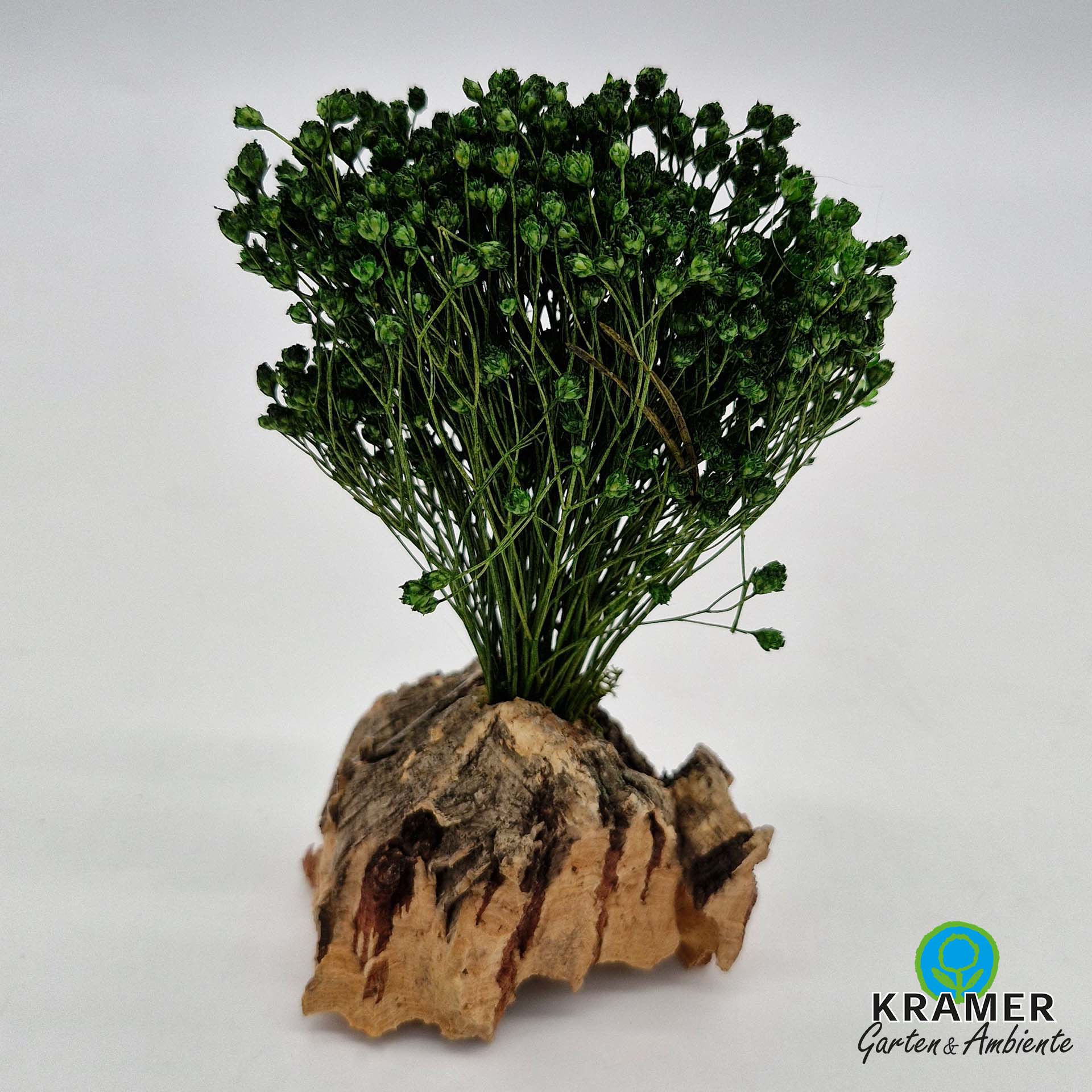 Pflanze, Pflanze im Topf, Baum, Kräuter, Pflanze, Pflanze im Topf, Baum, Kräuterig, Kräuter