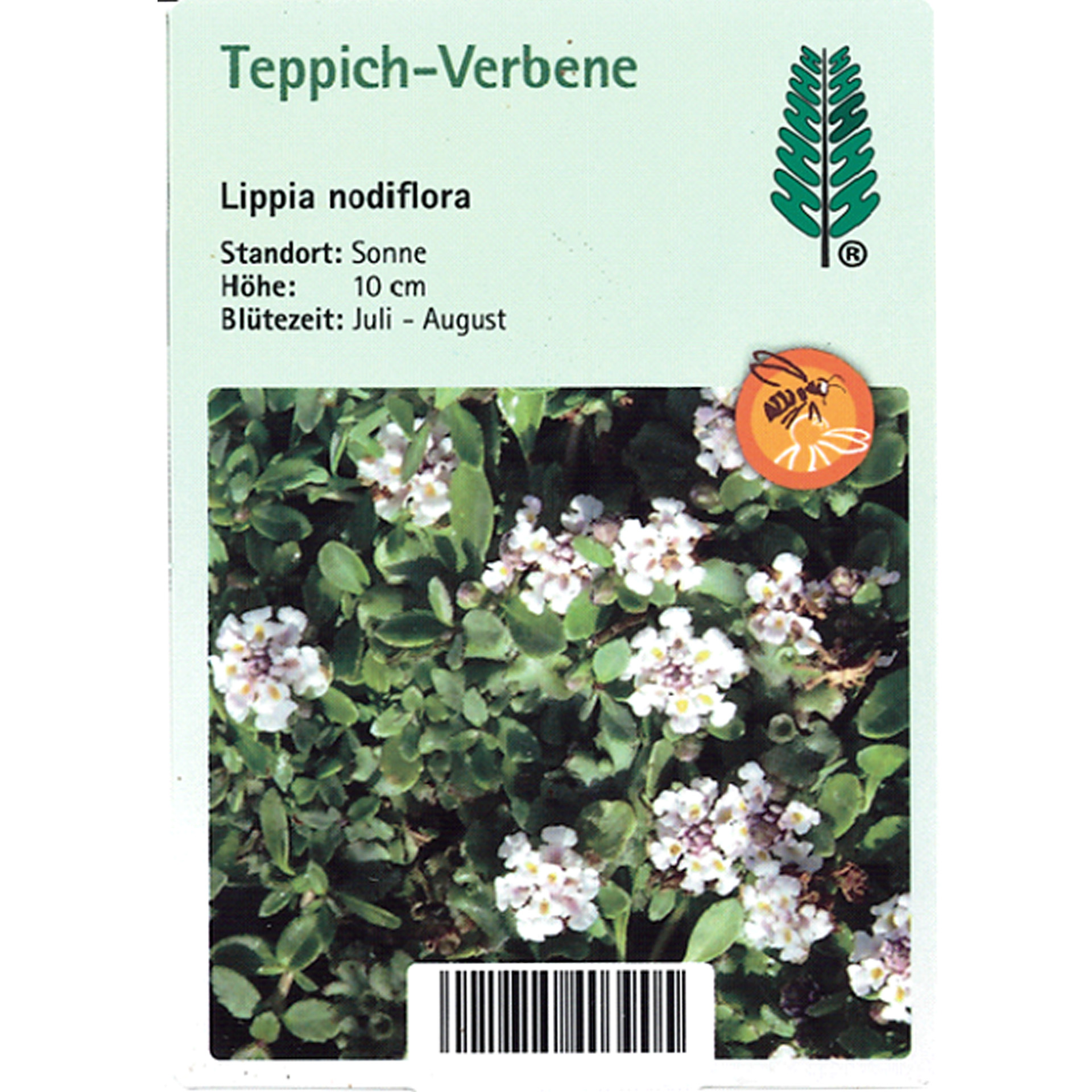 Kräuterig, Pflanze, Blume, Blütenblatt, Blatt