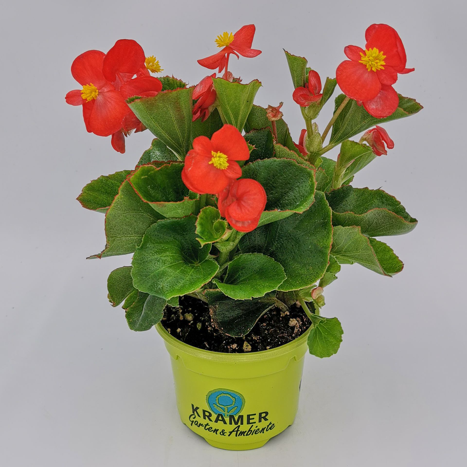 Eisbegonie - Begonia semperflorens 'Olympia Red', 9cm Topf Eisbegonie - Begonia semperflorens 'Olympia Red', 9cm Topf