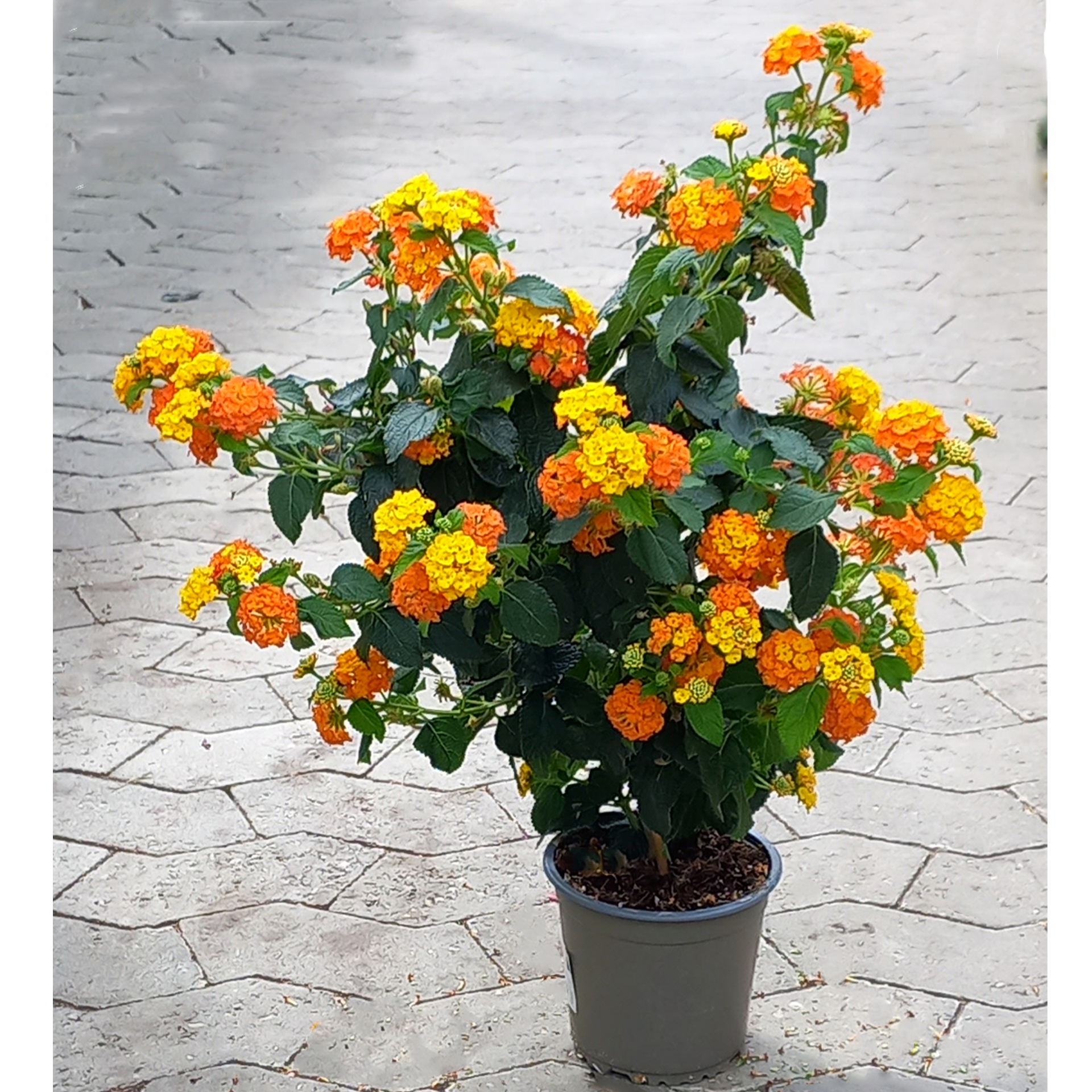 Wandelröschen Stamm - Lantana camara orange, 21cm Topf Wandelröschen Stamm - Lantana camara orange, 21cm Topf