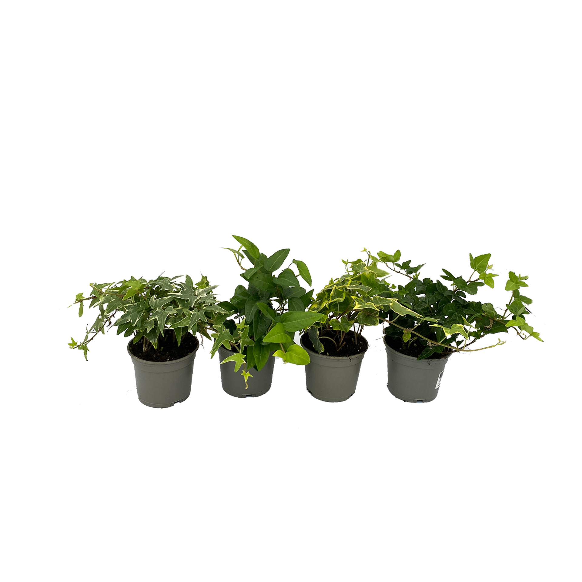 Efeu Bodendecker Hängepflanze Strukturpflanze zwischen Sommerblumen