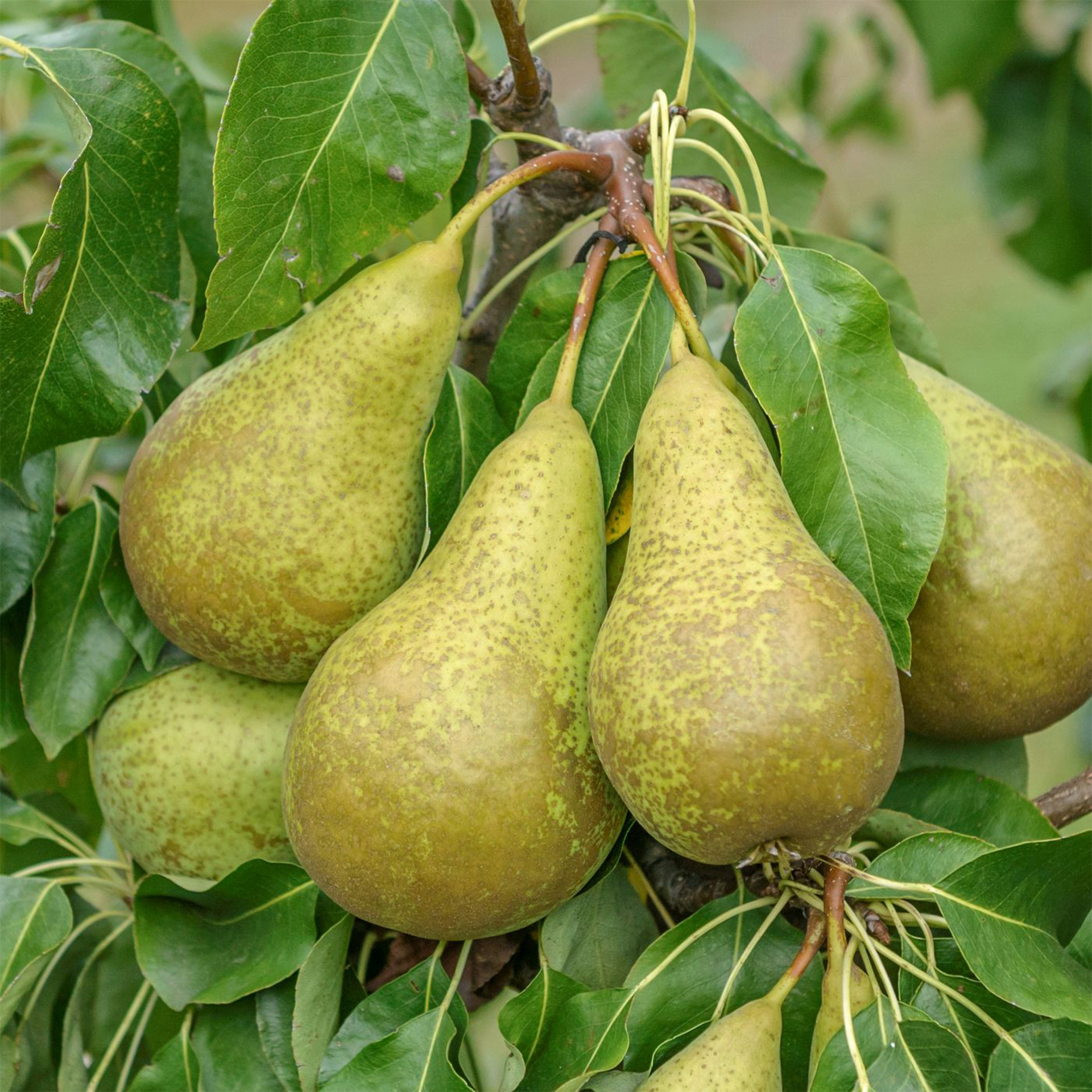 Birne Conference Birnenbaum grüne Birnen sehr saftig süß