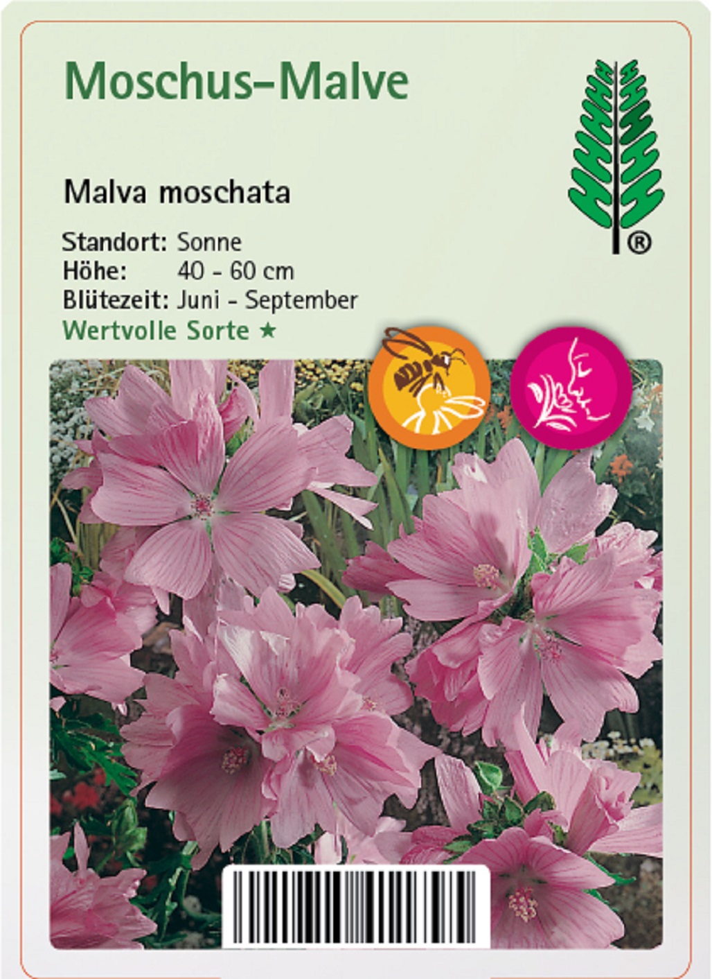 Moschus-Malve - Malva moschata