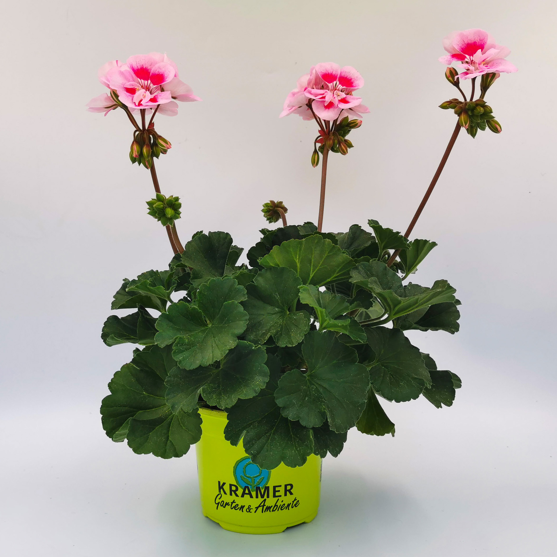 Geranie stehend 'Flower Fairy® Pink'- Pelargonium zonale, 12cm Topf Geranie stehend 'Flower Fairy® Pink'- Pelargonium zonale, 12cm Topf