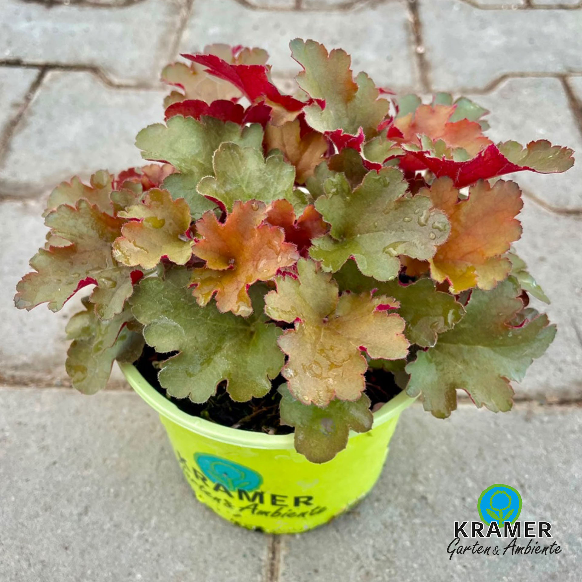 pflanze, dekoschale, rot-grün, laub, kultivar kübelpflanze, heuchera, pflanze, pflanzentopf, mehrfarbig, rasengarten