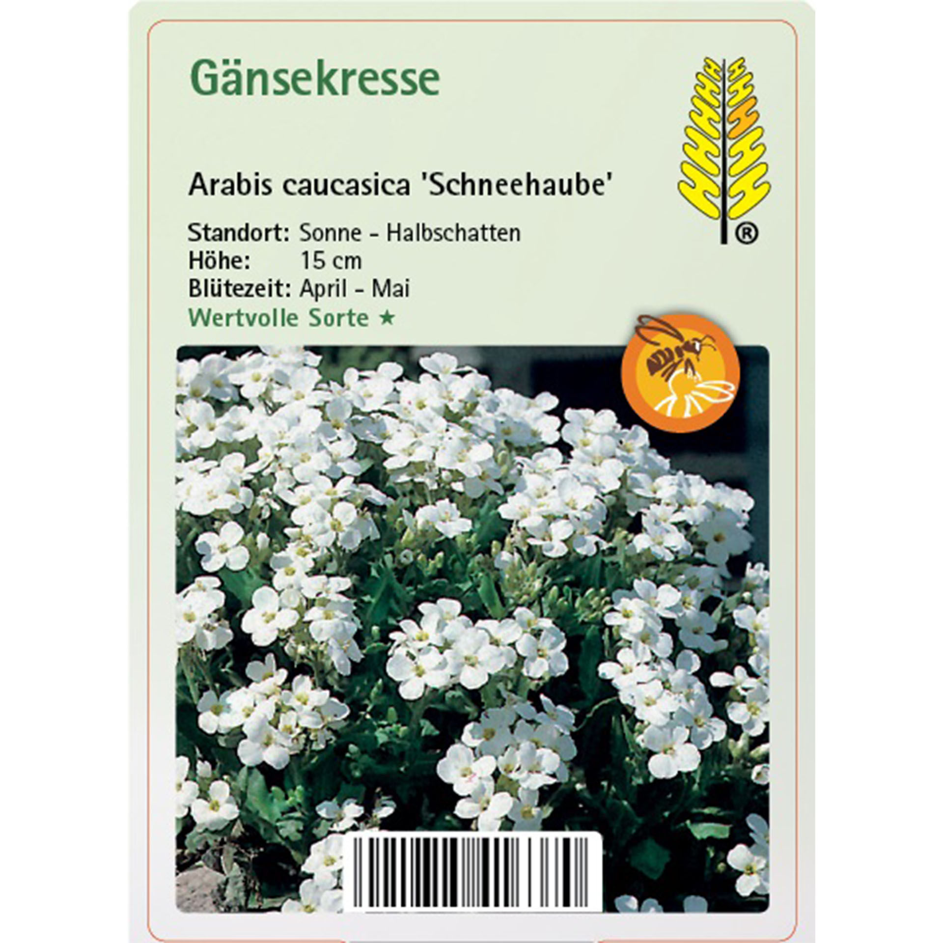 Gänsekresse - Arabis caucasica 'Schneehaube' Blume, Blütenblatt, Pflanze, Kräuterig, Kräuter