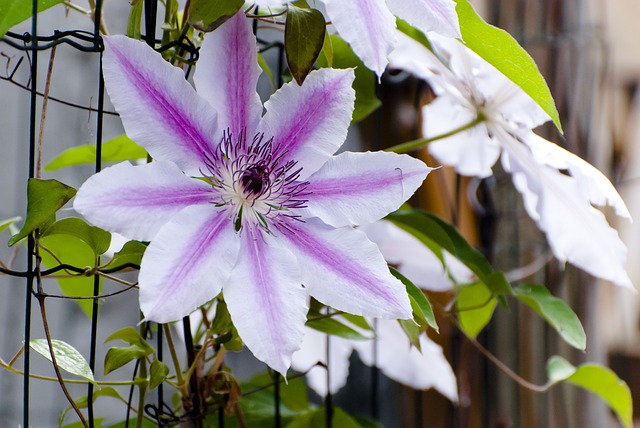 Clematis Lila weiß blühende Clematis