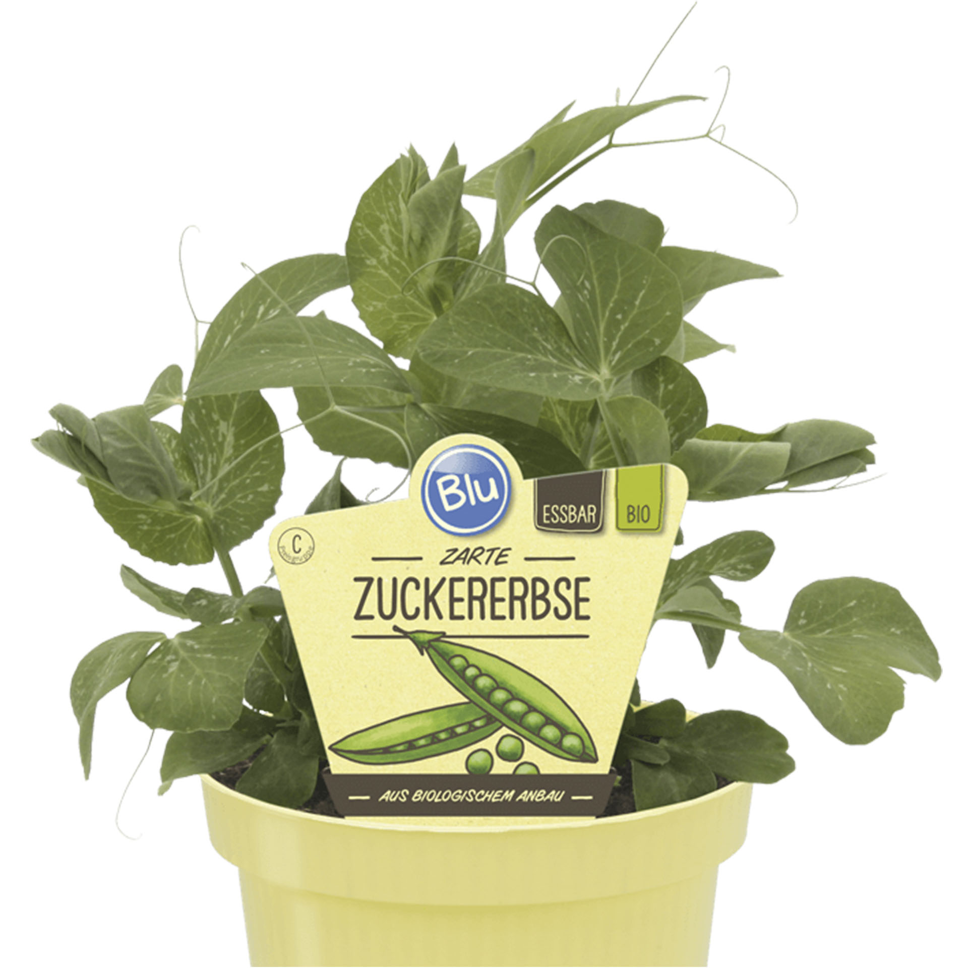 BIO Zuckererbse im Pflanztopf mit Pflanzenstecker