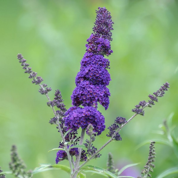 Sommerflieder/ Buddleja davidii 'Black Knight'