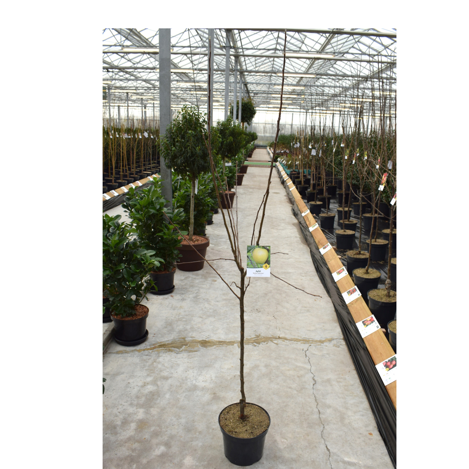 Apfel Golden Delicius Apfelbaum Apfel süß saftig knackig