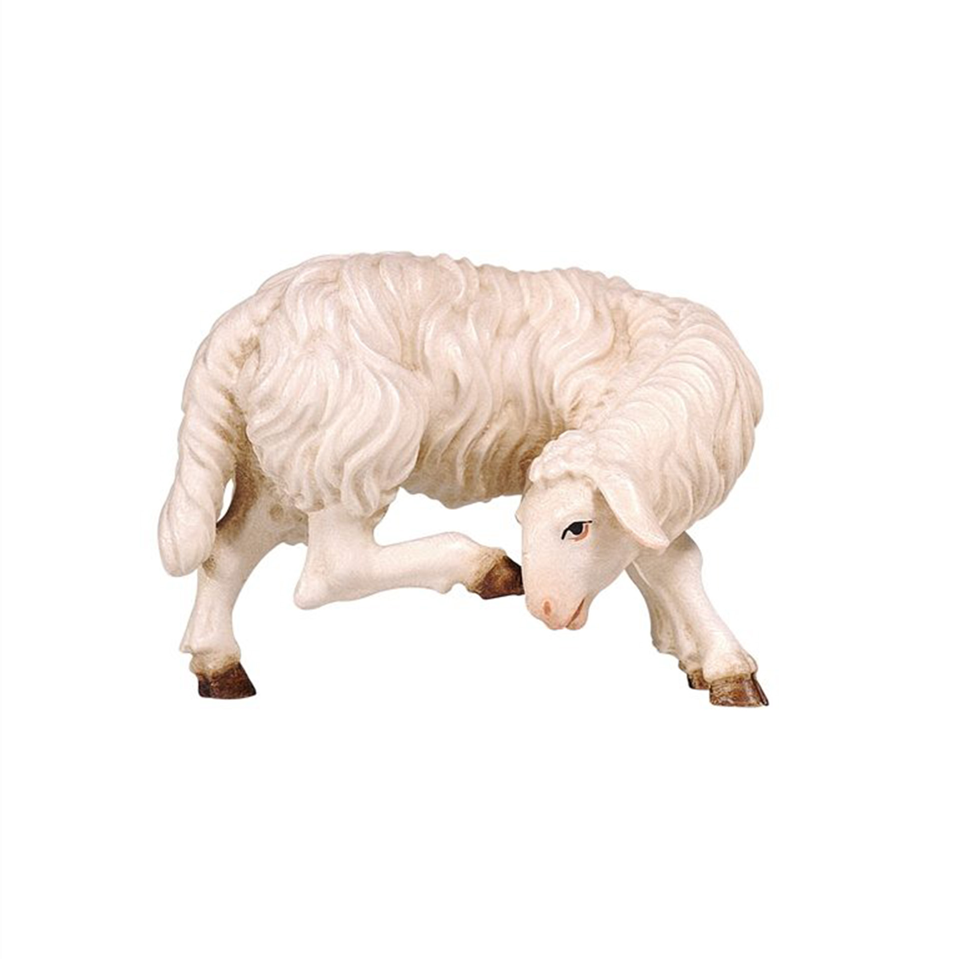 Bär, Säugetier, Tierwelt, Vieh, Schaf