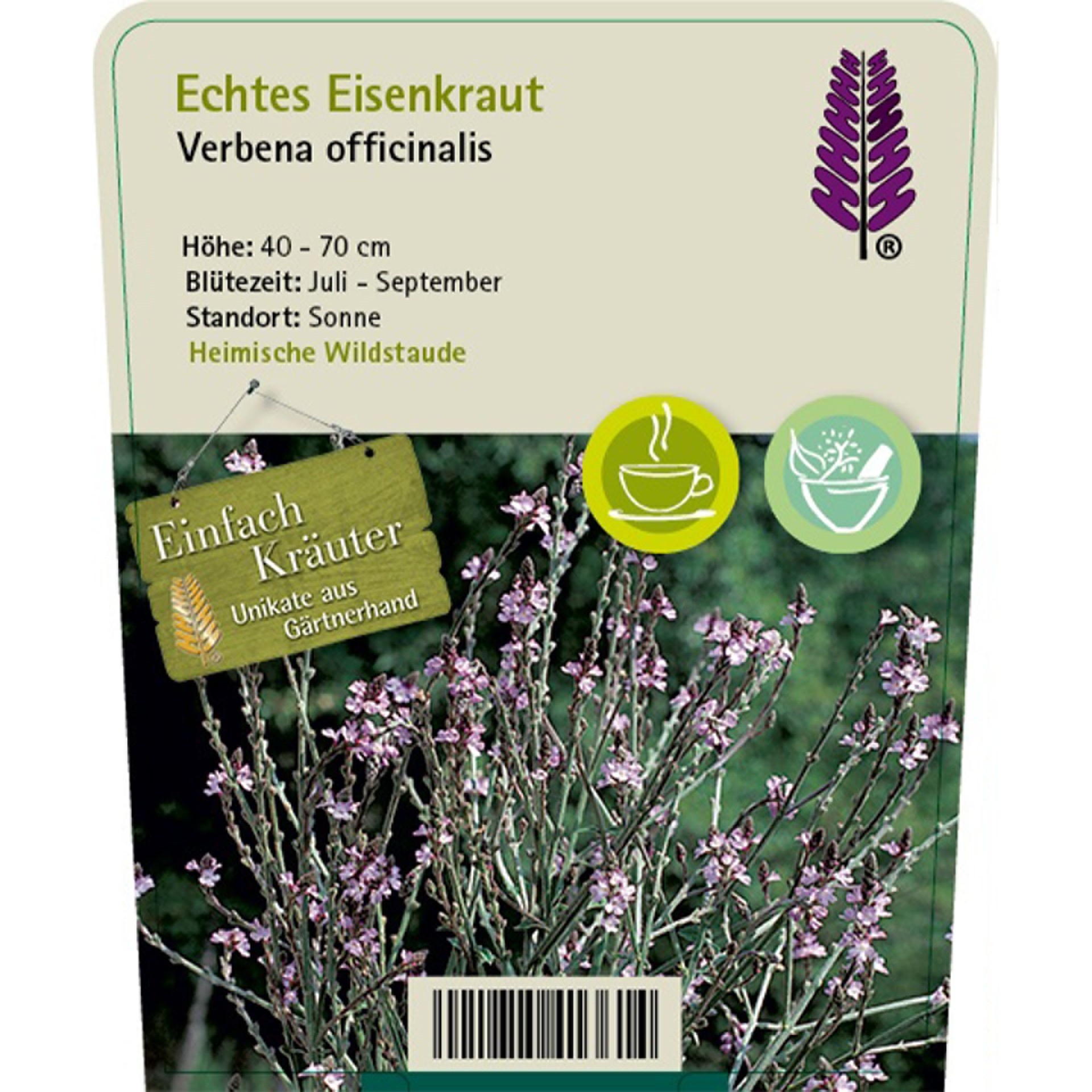 Echtes Eisenkraut blühendes eisenkraut auf pflanzstecker, kurze beschreibung, Kräuterig, Pflanze, Blume, Gras, Lavendel