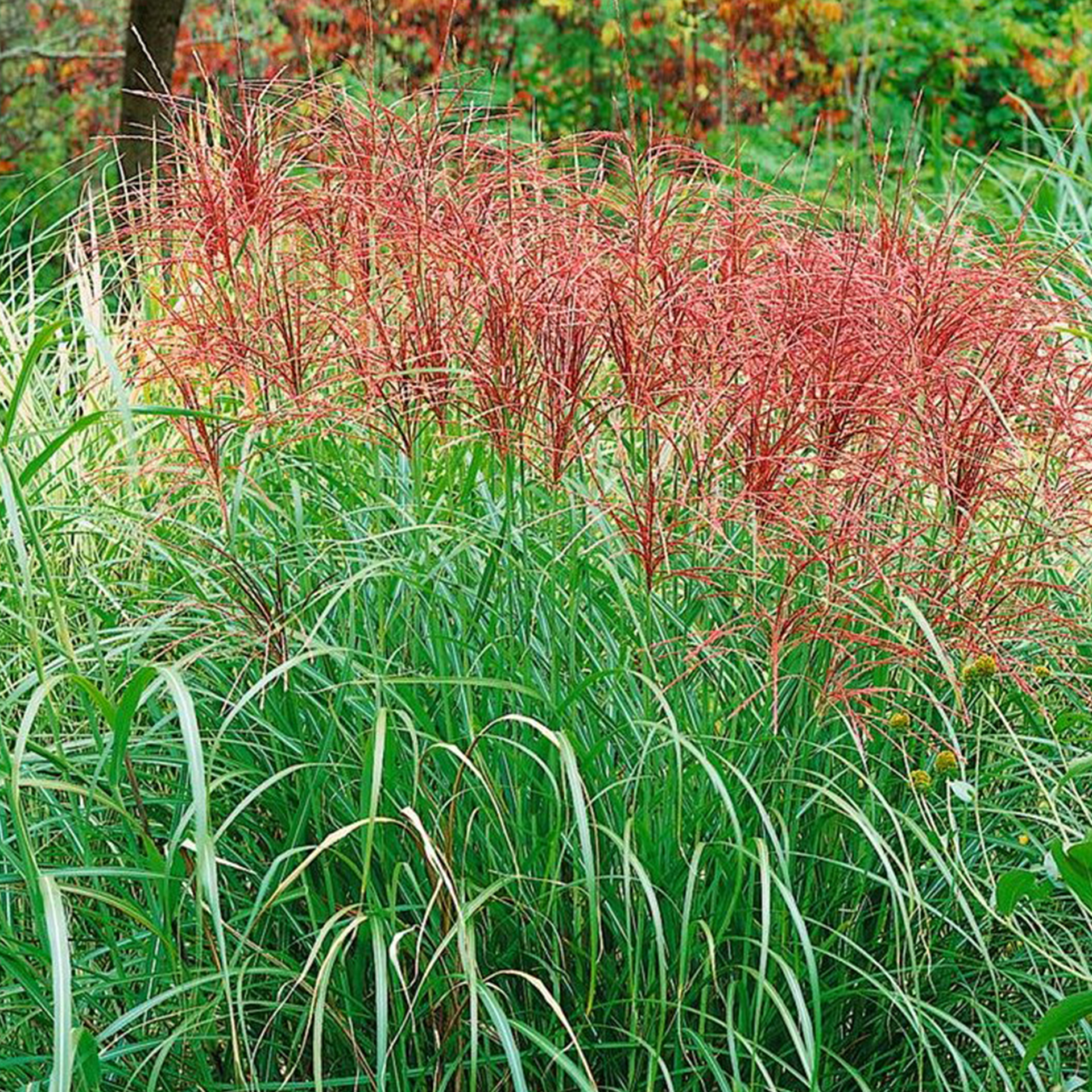 Chinaschilf - Miscanthus sinensis 'Red Chief', 17cm Topf Chinaschilf - Miscanthus sinensis 'Red Chief', 17cm Topf
