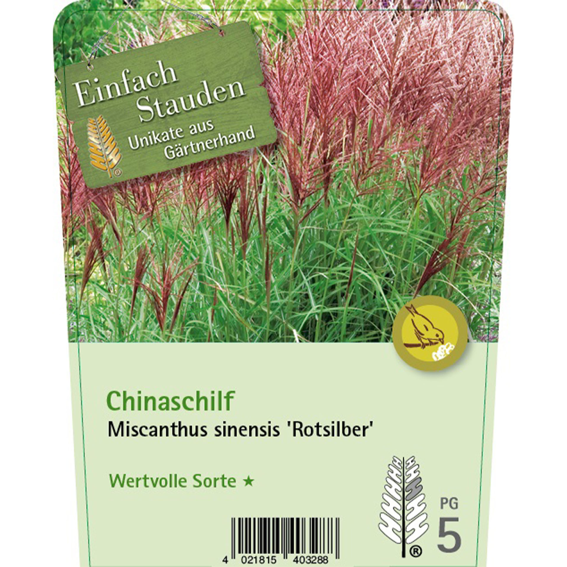 Chinaschilf - Miscanthus sinensis 'Rotsilber' Gras, Pflanze, Vegetation, Schilf