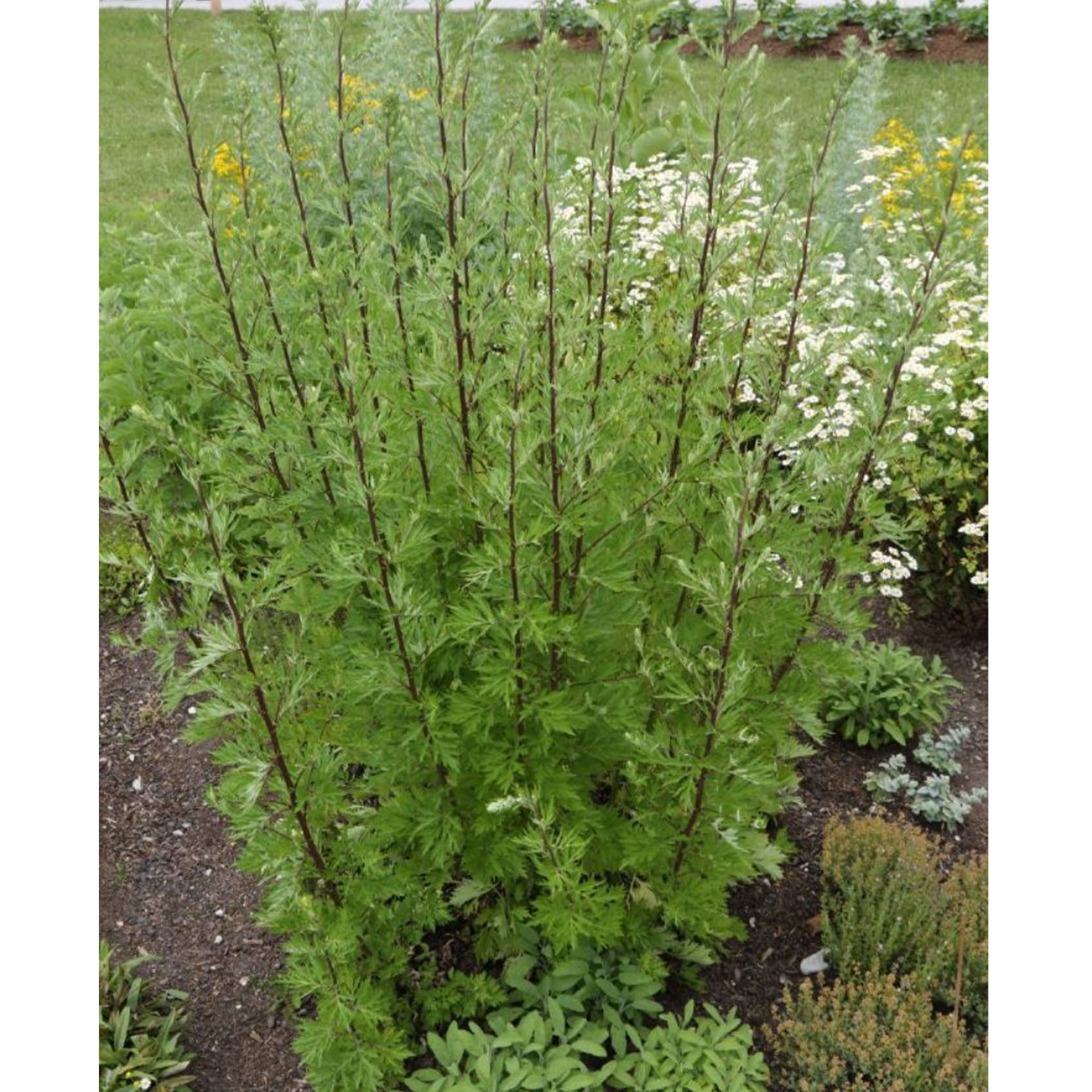 Kräuter, Pflanze, Bewuchs, Boden