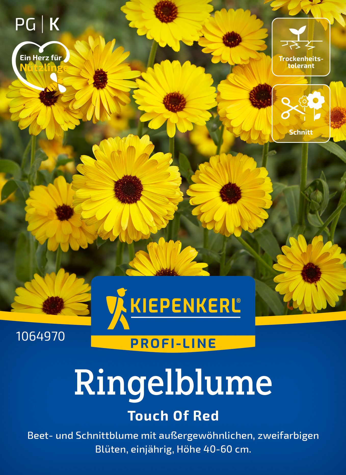 Ringelblume Touch of Red Werbung, Plakat, Gänseblümchen, Blume, Blütenblatt