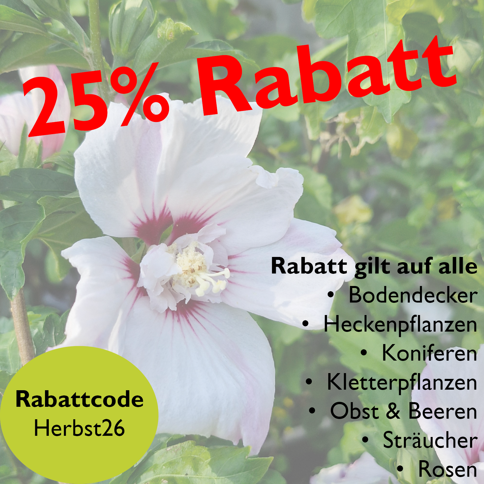 Blume, Hibiskus, rosa Zentrum, weiße Blütenblätter, Gartenpflanze