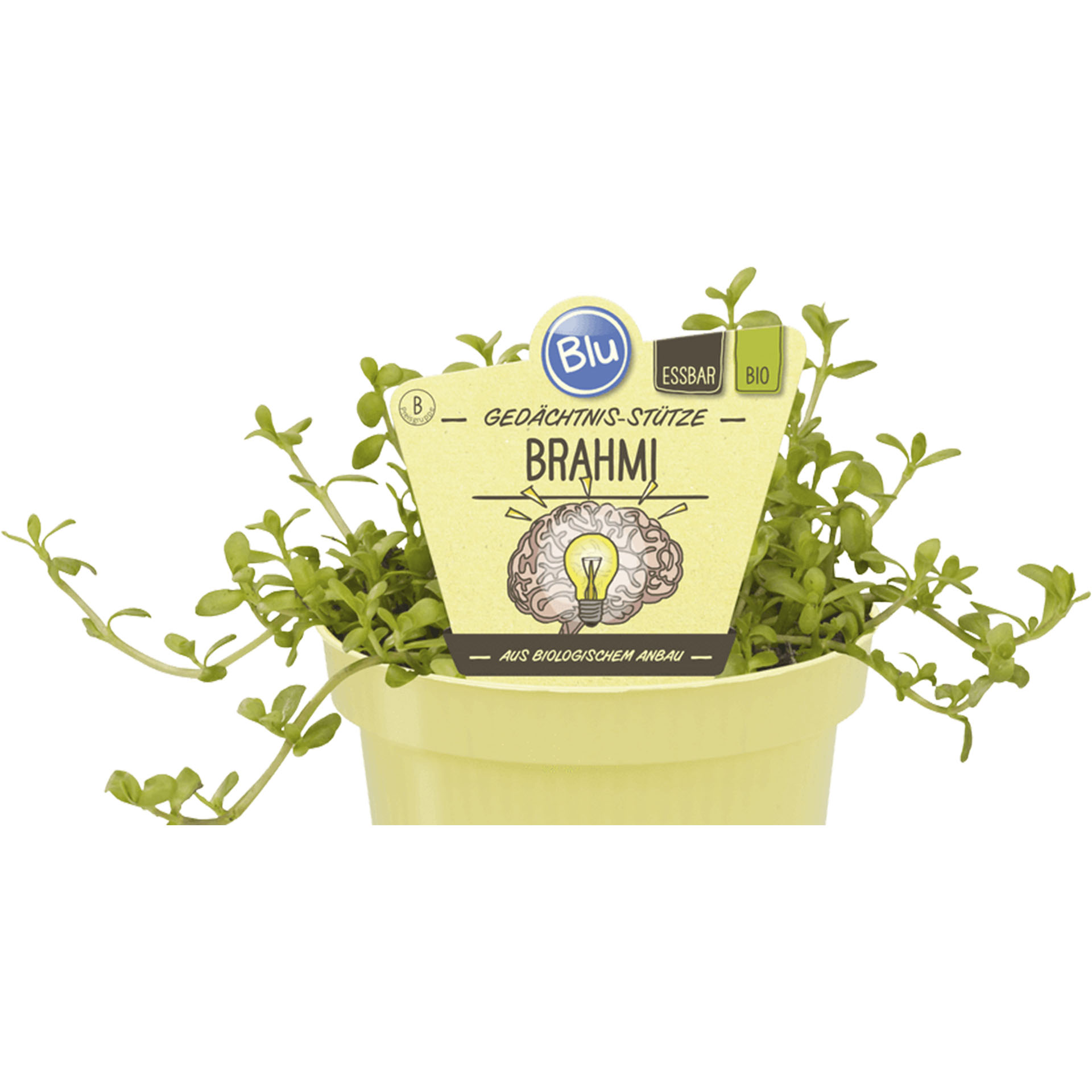 BIO Brahmi Gedächtnisstütze BIO Brahmi im Pflanztopf mit Pflanzenstecker