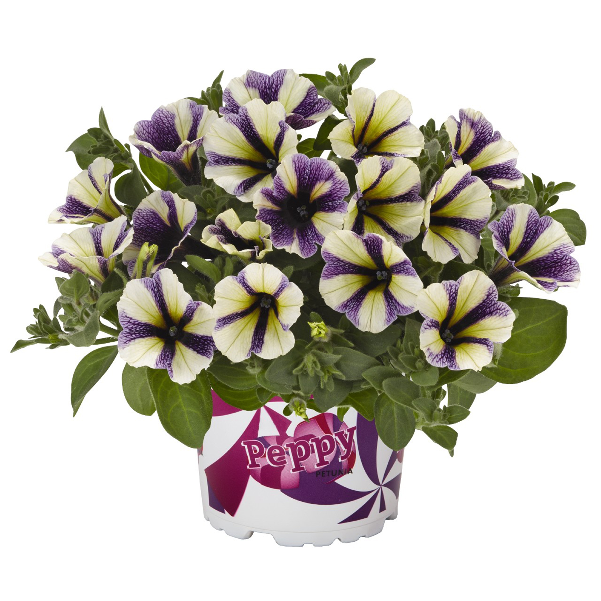 Surfinia-Peppy-Blueberry-Vanila-Muffi Petunie - Surfinia 'Peppy® Blueberry Muffin', 12cm Topf
