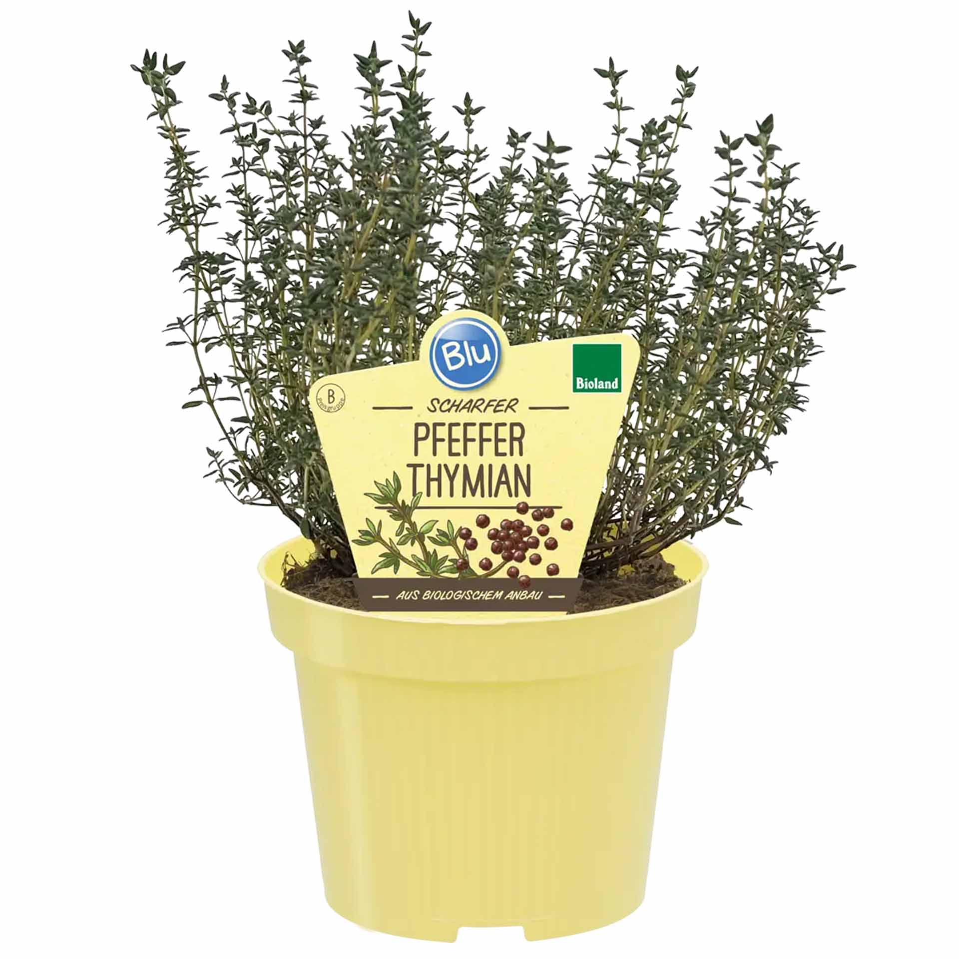 gewürz im topf mit pflanzenstecker