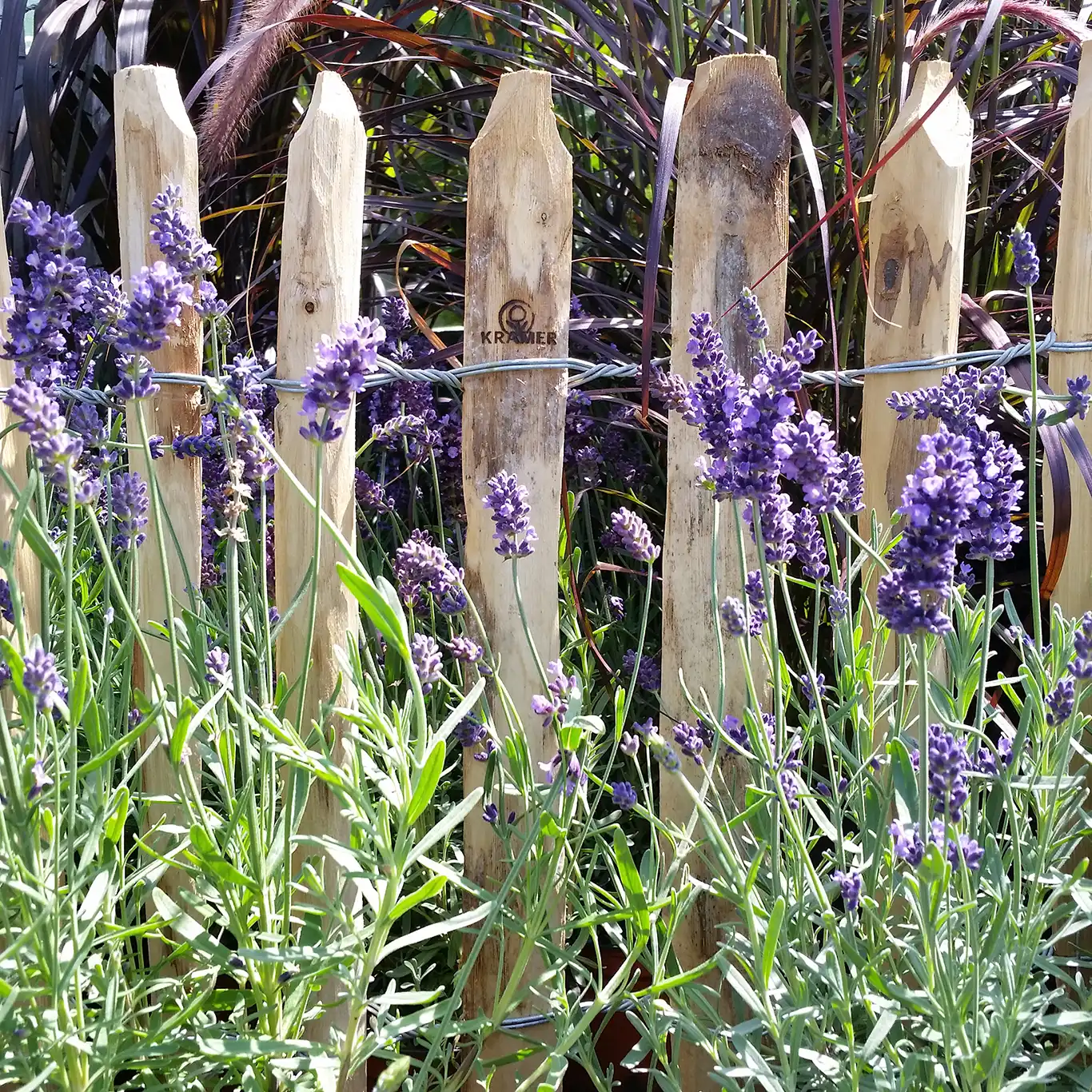 Staketenzaun Lavendel Staketenzaun Lavendel