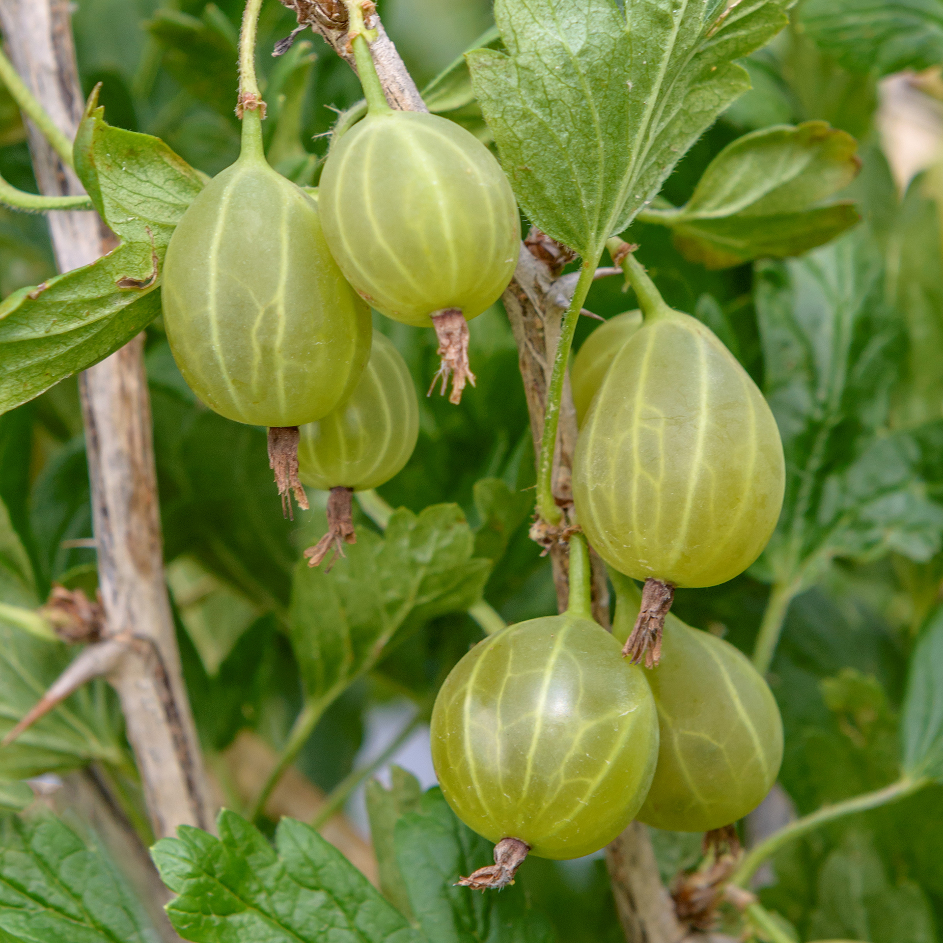 Grüne Stachelbeere - Ribes uva-crispa 'Karlin', C3,4 Grüne Stachelbeere - Ribes uva-crispa 'Karlin', C3,4