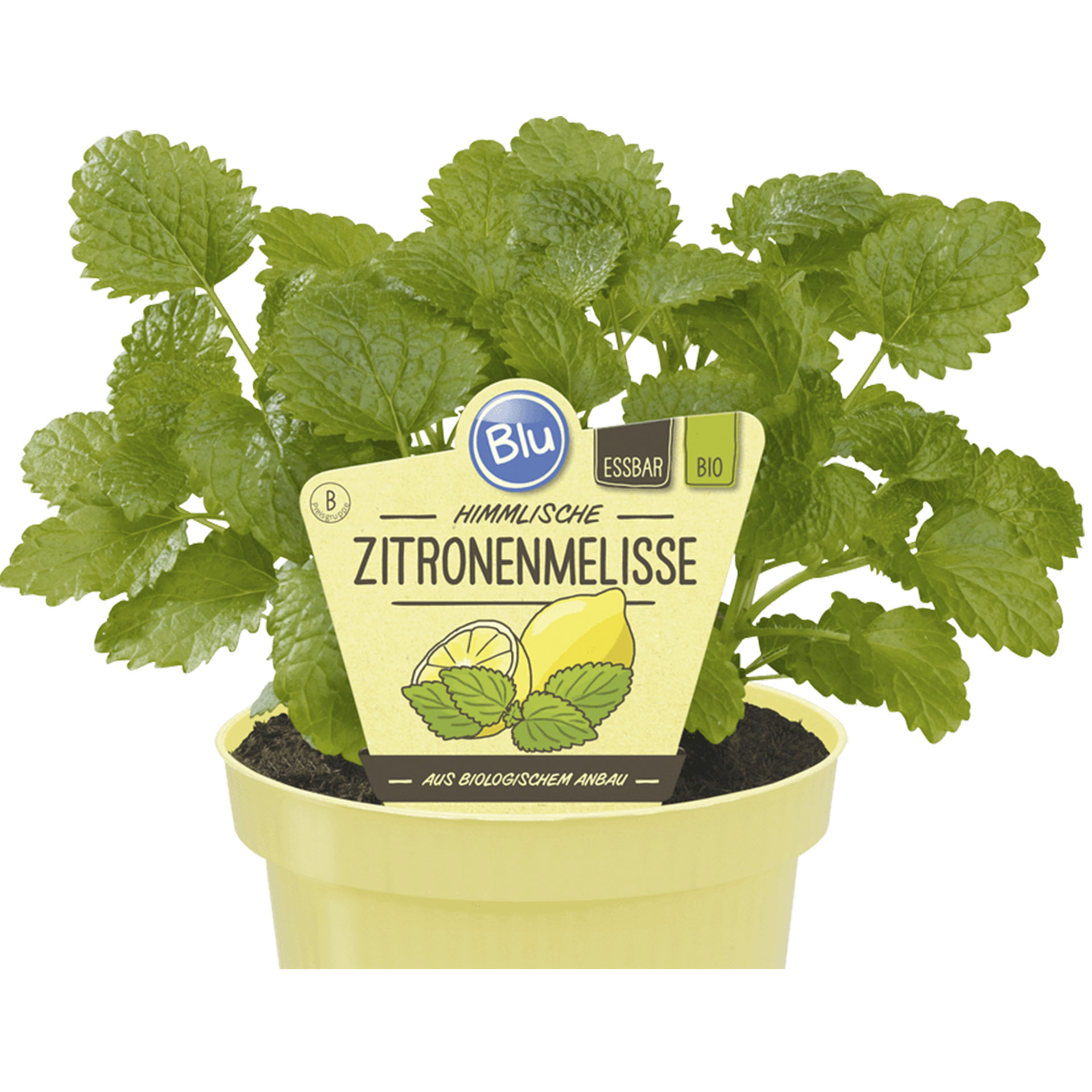 BIO Zitronenmelisse Pflanztopf mit BIO Zitronenmelisse und Pflanzstecker