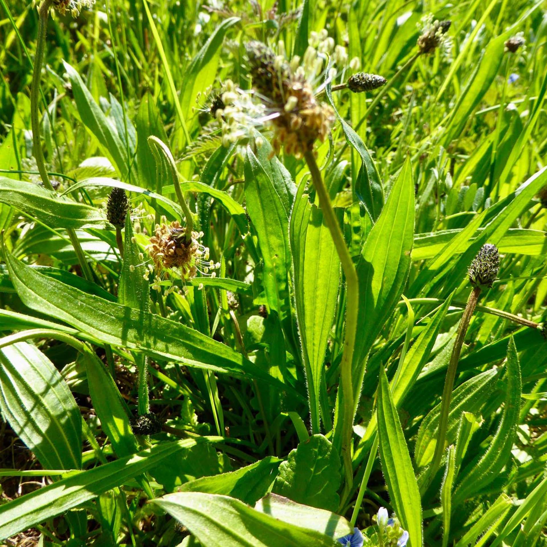 Feldgras, rosa-lila Blüte, Wildblume, Wiese, Sommergras, Blütenstand, Samenstände, Grün, Stiel, Naturaufnahme, Pflanze, Grün, Blätter, Blütenknospe, Kräuterpflanze