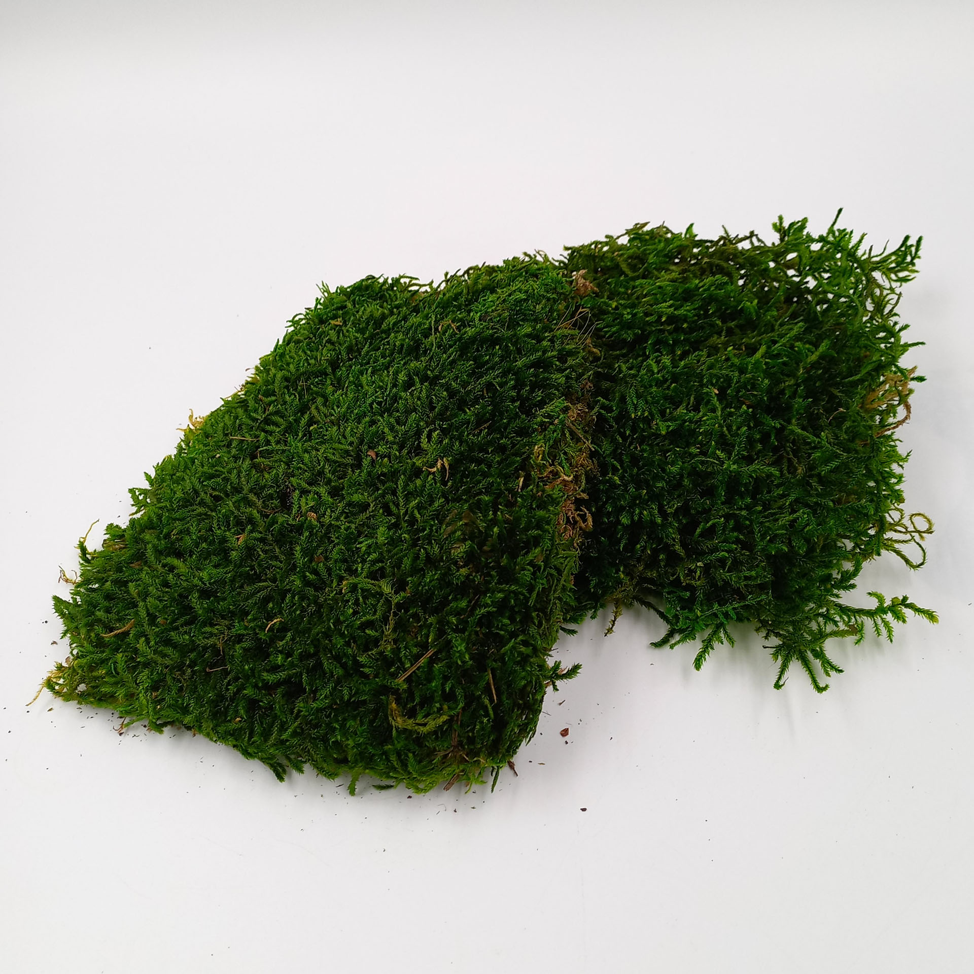 Plattenmoos dunkelgrün, 70g