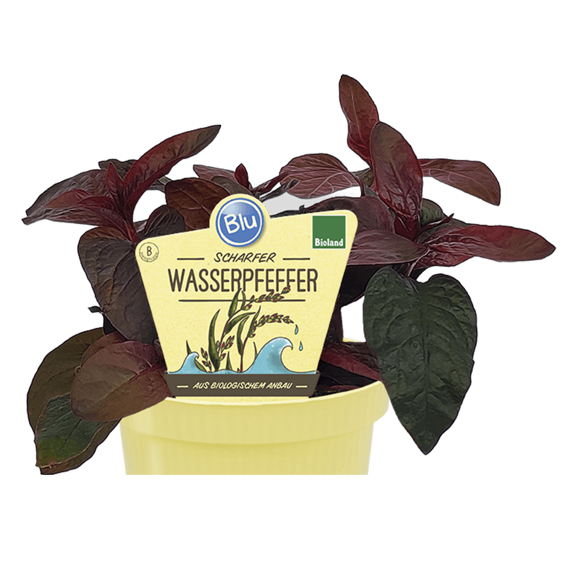 Pflanztopf Wasserpfeffer mit Pflanzenstecker