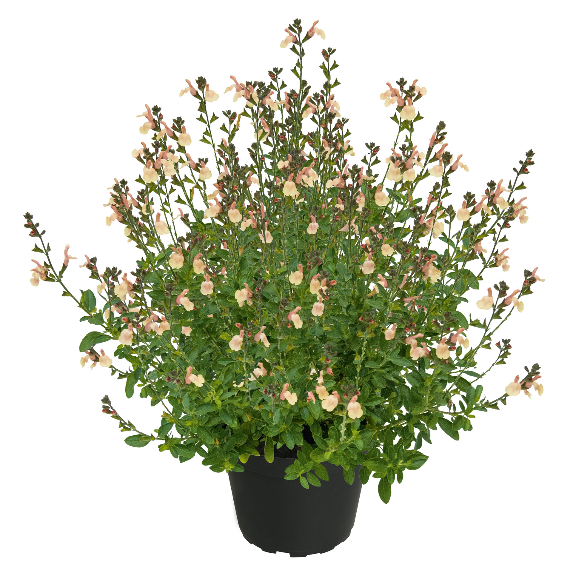 Salbei - Salvia VISIONAL Cream, 13cm Topf Salbei - Salvia VISIONAL Cream, 13cm Topf