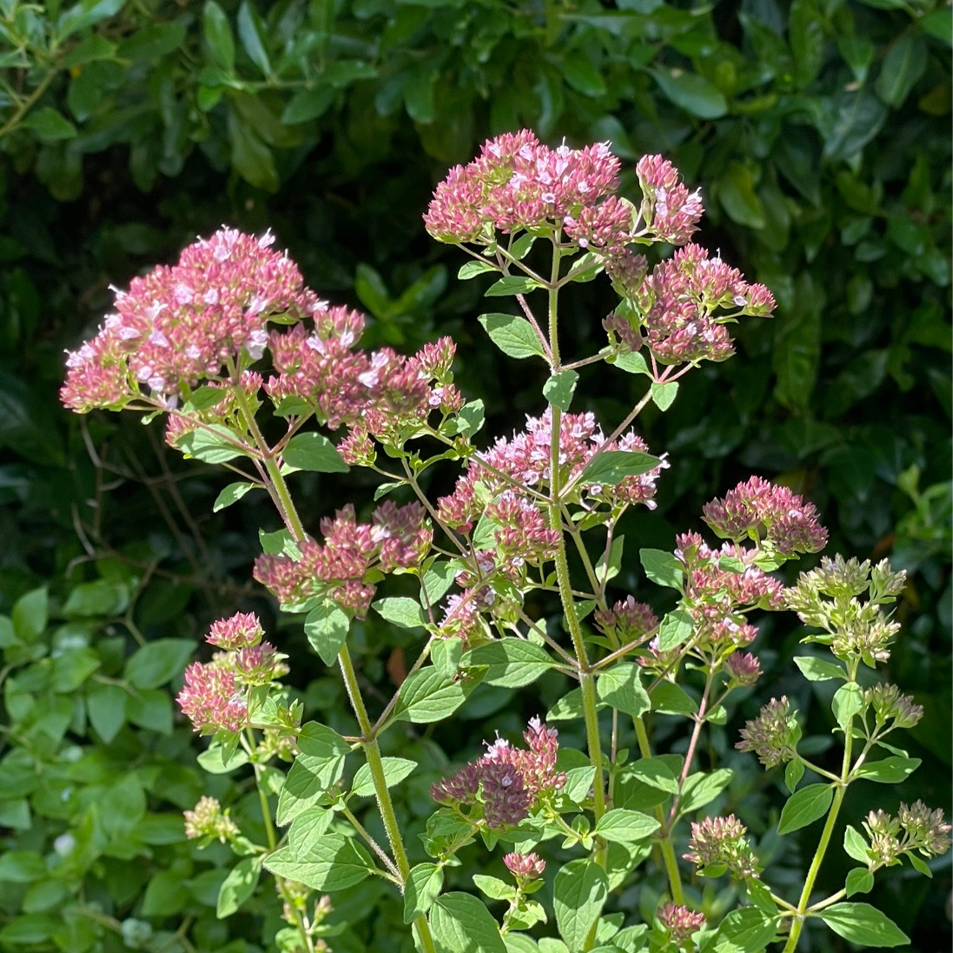 Blume, Pflanze, Vegetation, Kräuterig, Geranie