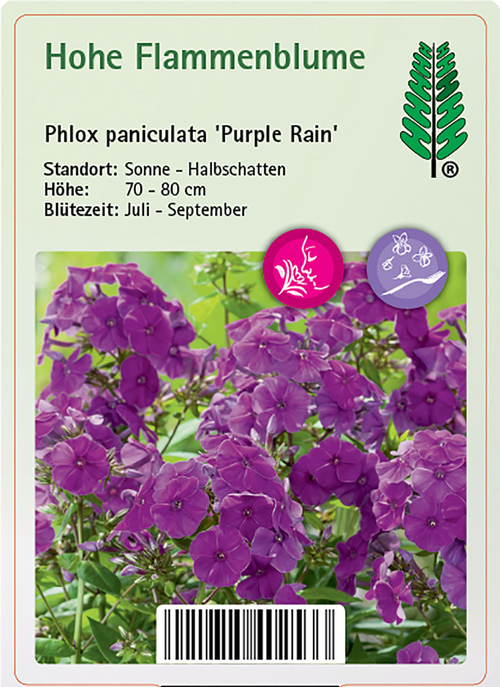 Hohe Flammenblume - Phlox paniculata 'Purple Rain', 11cm Topf Hohe Flammenblume - Phlox paniculata 'Purple Rain', 11cm Topf