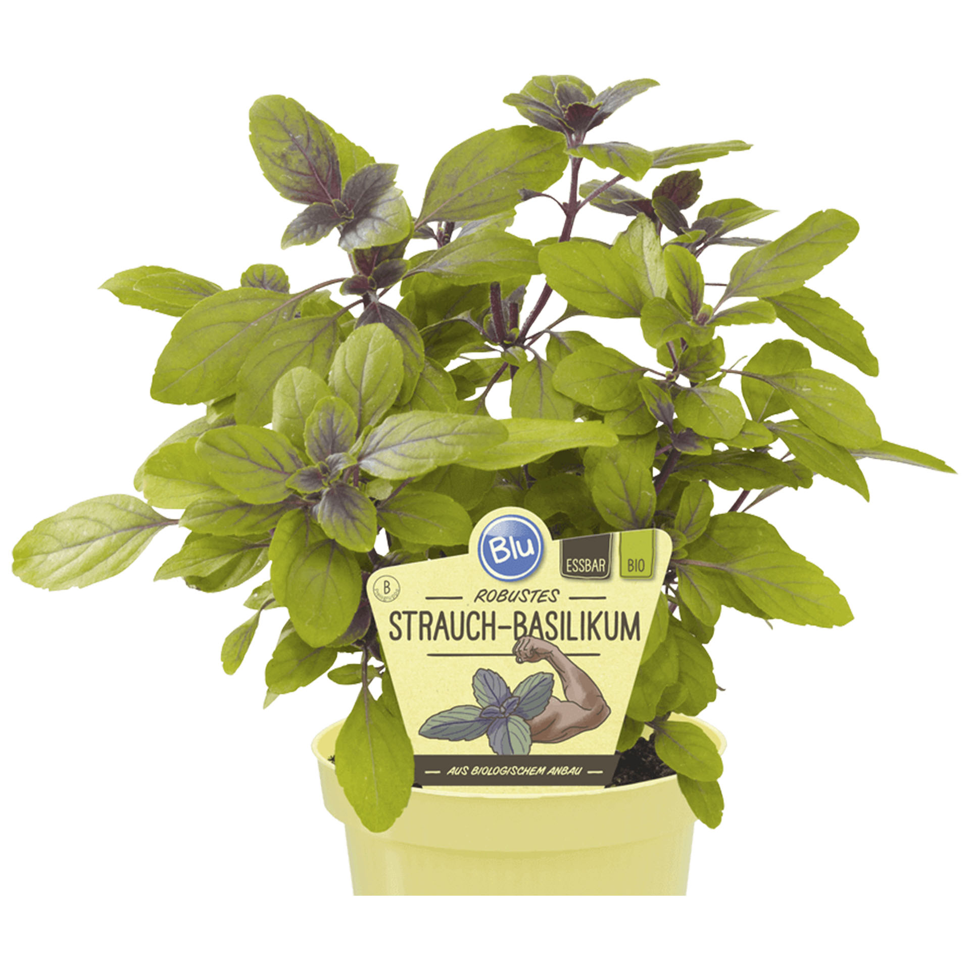 Basilikum im Pflanztopf mit Info-Stecker