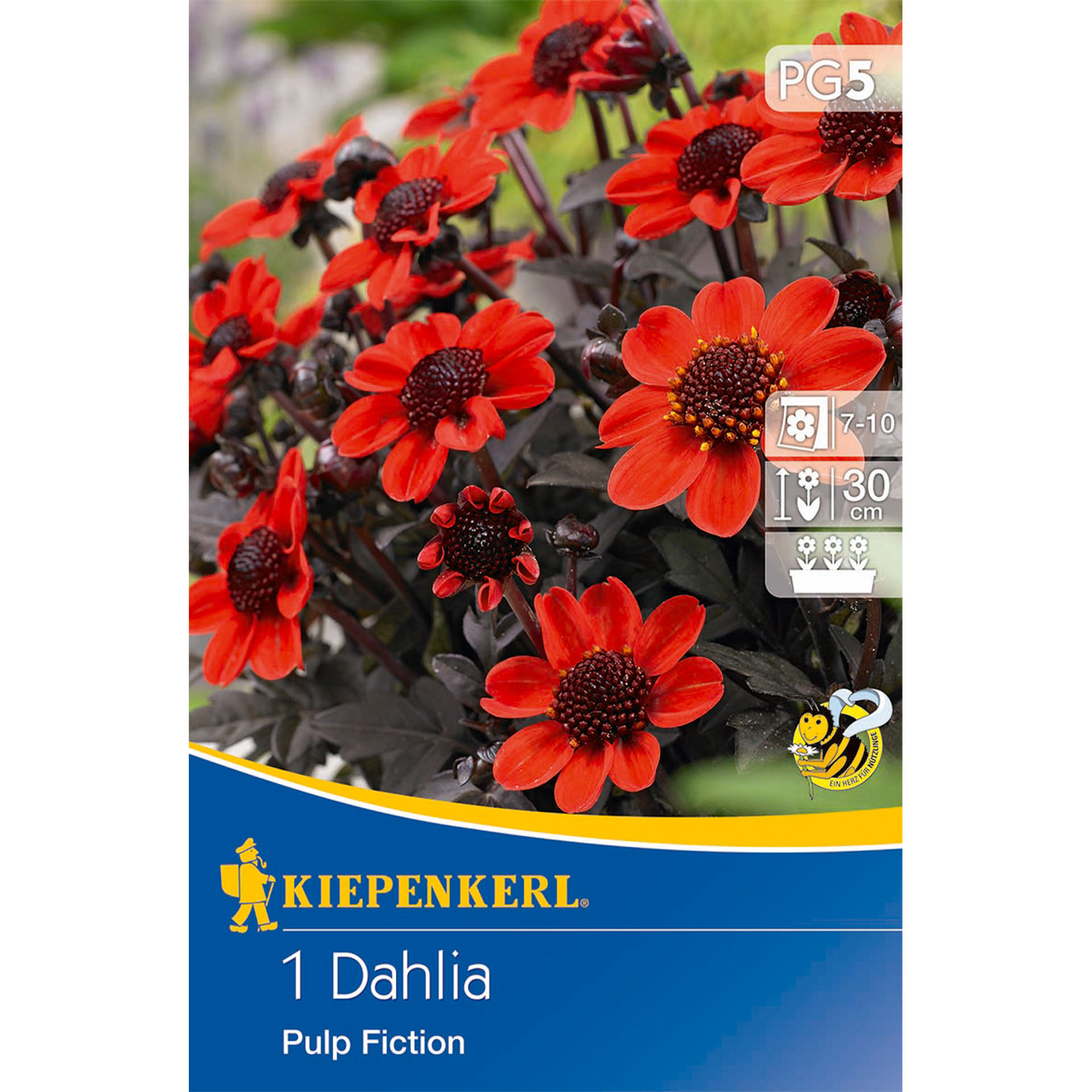 Dunkellaubige Beet-Dahlie 'Pulp Fiction', Blumenzwiebeln Dahlie, Blume, Pflanze, Blütenblatt