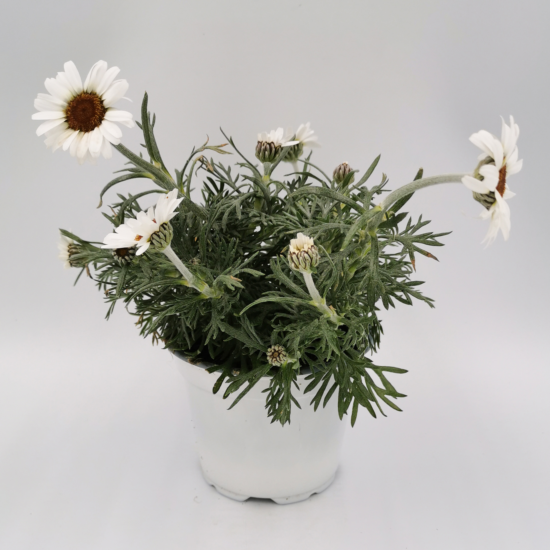 Marokkanische Margerite - Rhodanthemum, 12cm Topf Marokkanische Margerite - Rhodanthemum, 12cm Topf