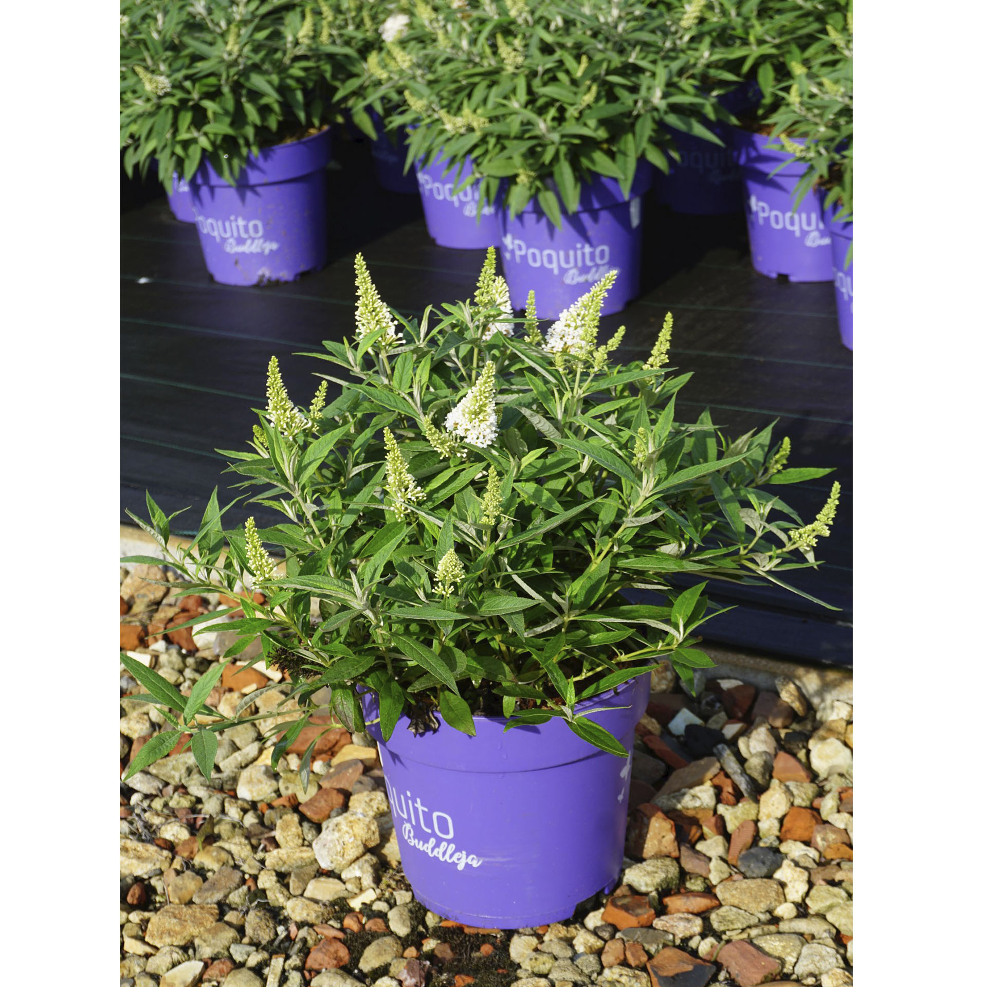 Pflanztopf mit Sommerflieder White Admiral  weiß blühend