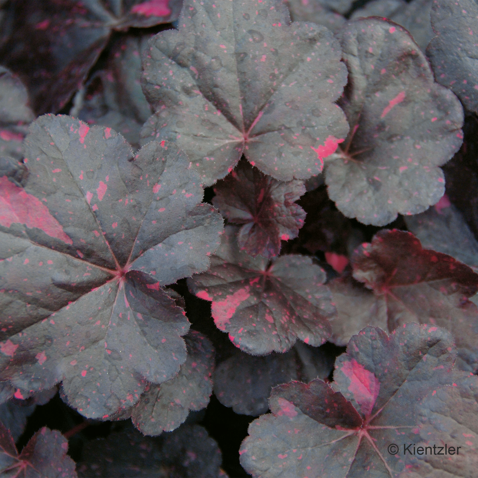 herb leaf, caladium, dunkelgrün, rosa Flecken, Klee-ähnliches Blatt