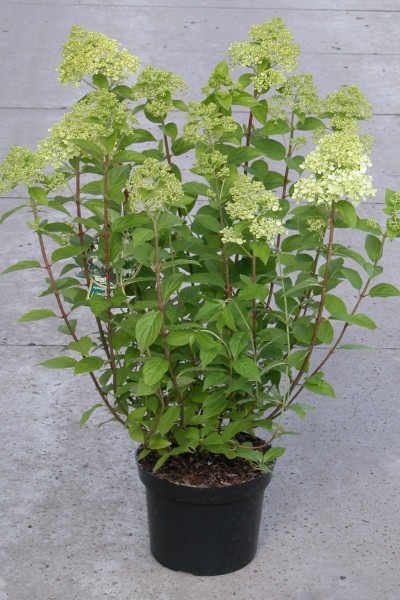 Pflanztopf mit Rispenhortensie Limelight