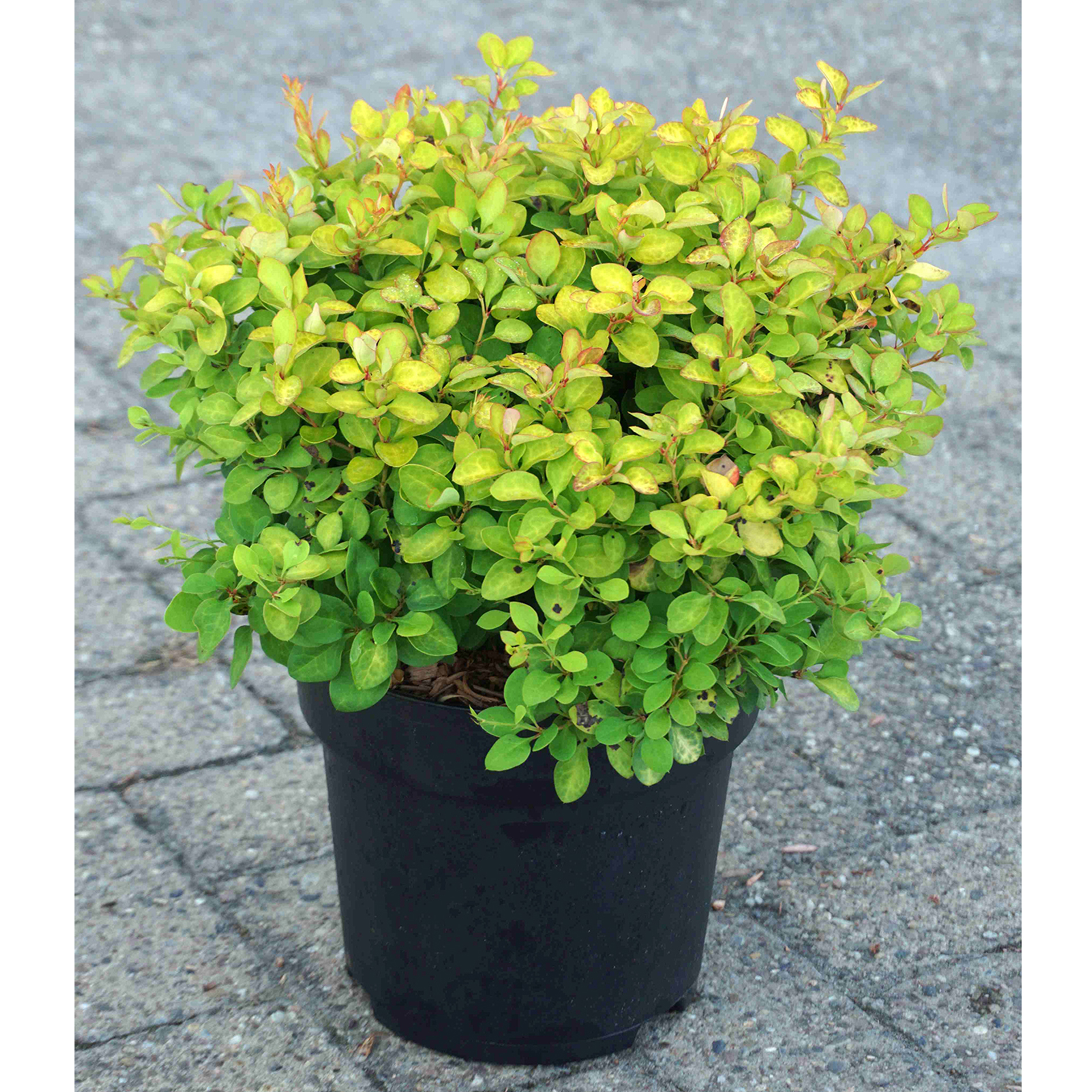 Heckenpflanzen Berberitze