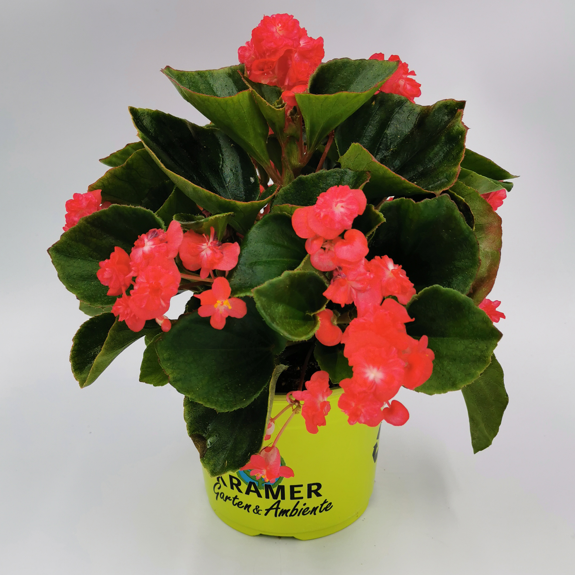 Eisbegonie gefüllt - Begonia semperflorens 'Paso Doble Cherry Red', 12cm Topf Eisbegonie gefüllt - Begonia semperflorens 'Paso Doble Cherry Red', 12cm Topf