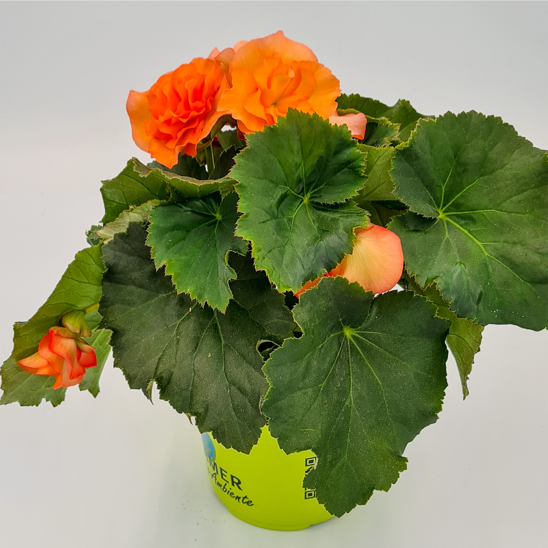 Begonie Sunpleasure Apricot blühende Begonie Sunpleasure Apricot im Pflanztopf