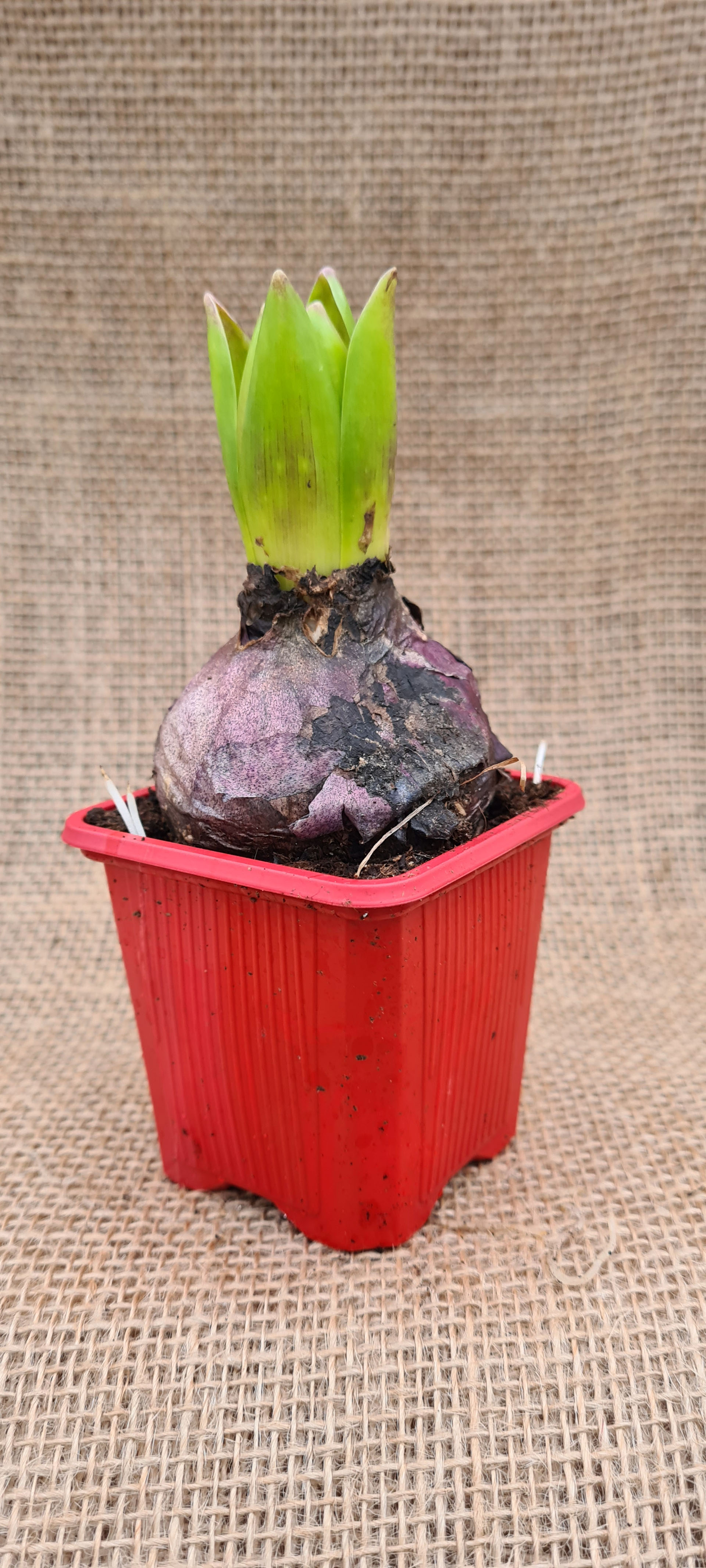Hyazinthe - Hyacinthus Orientalis Hybriden, rot, 7cm Topf Hyazinthe - Hyacinthus Orientalis Hybriden, rot, 7cm Topf