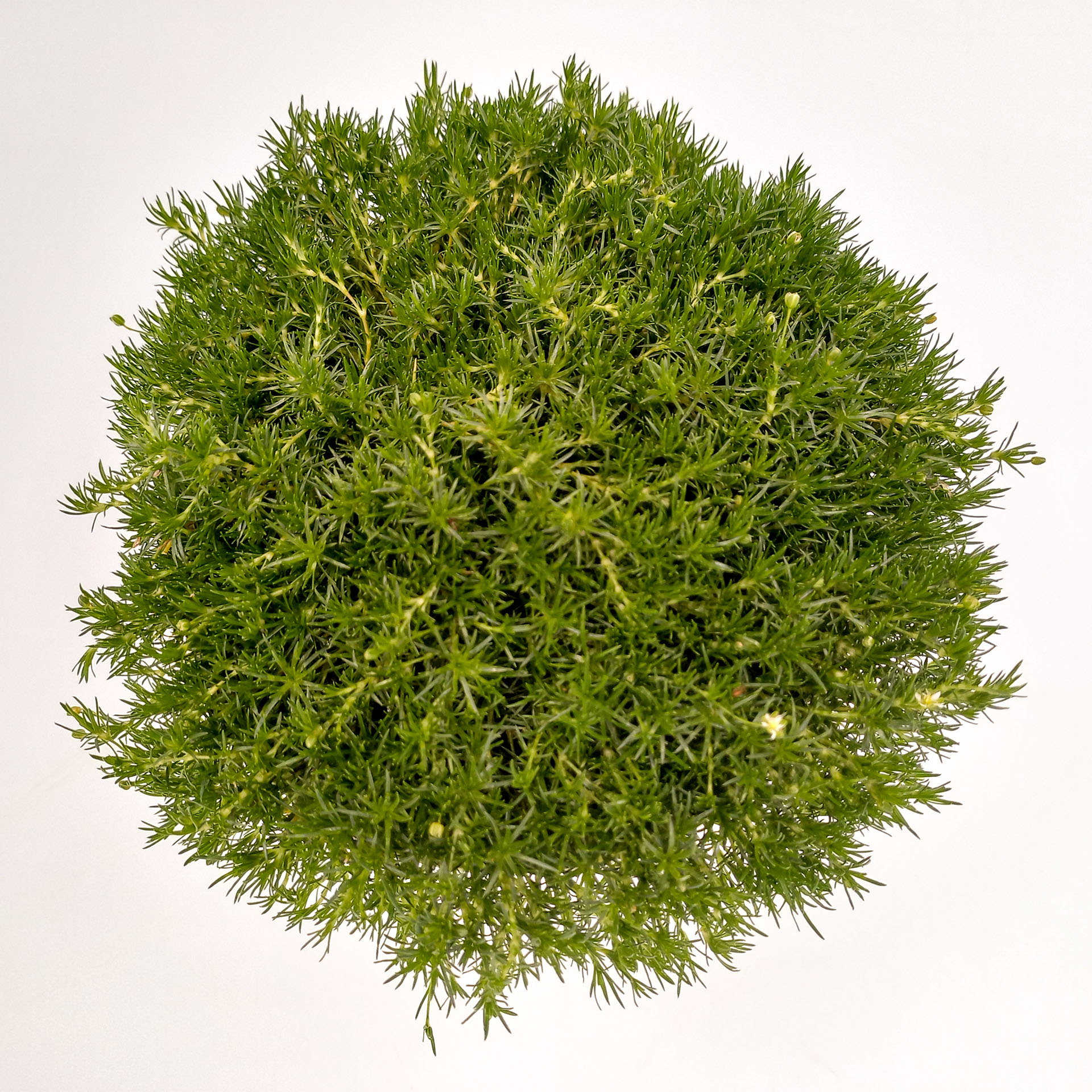 Sternmoos Irish Moss 2 weiße Blüten pflegeleichte Herbstpflanze