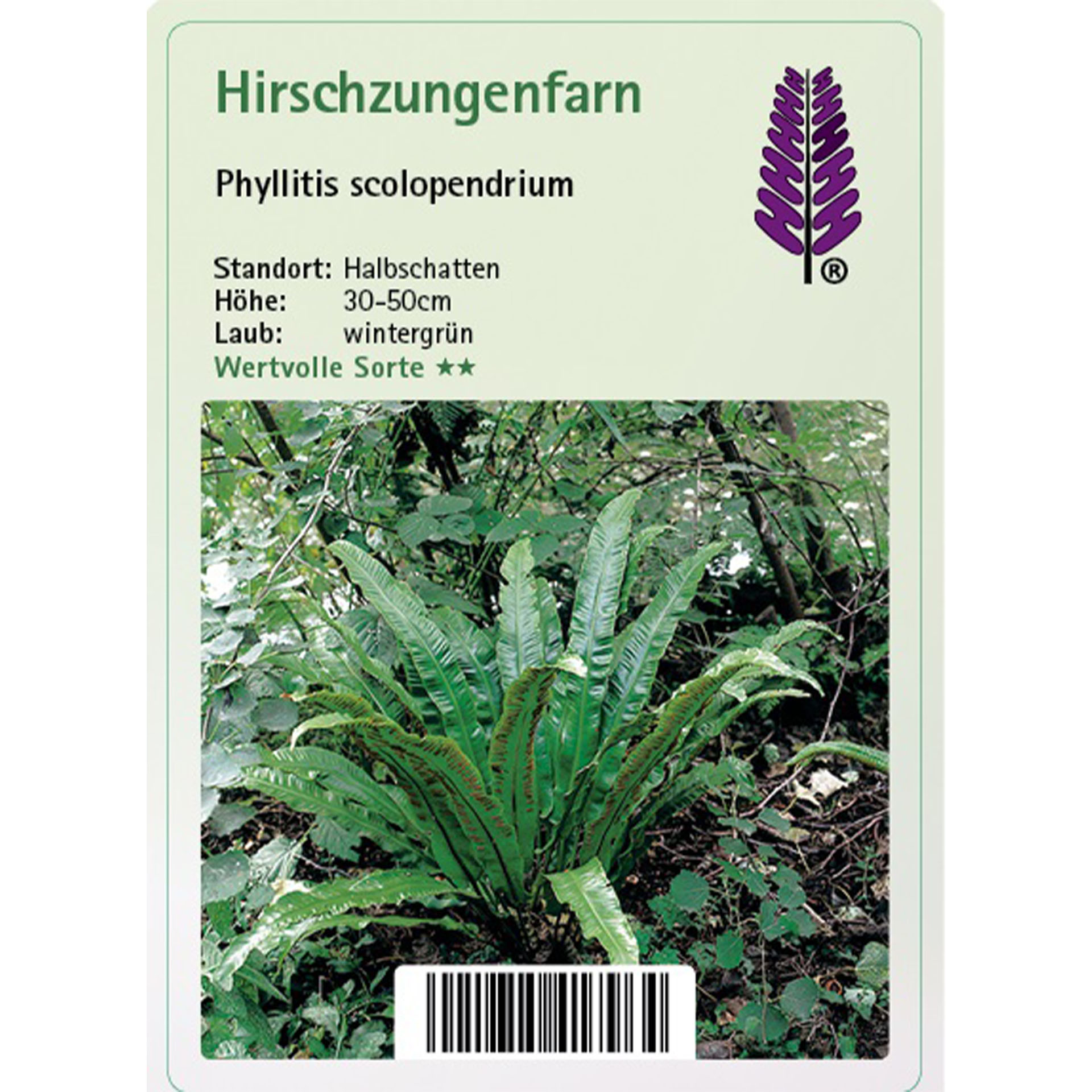 Hirschzungenfarn - Phyllitis scolopendrium Hirschzungenfarn - Phyllitis scolopendrium